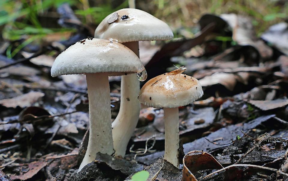 Free download high resolution image - free image free photo free stock image public domain picture  Cortinarius Mushrooms