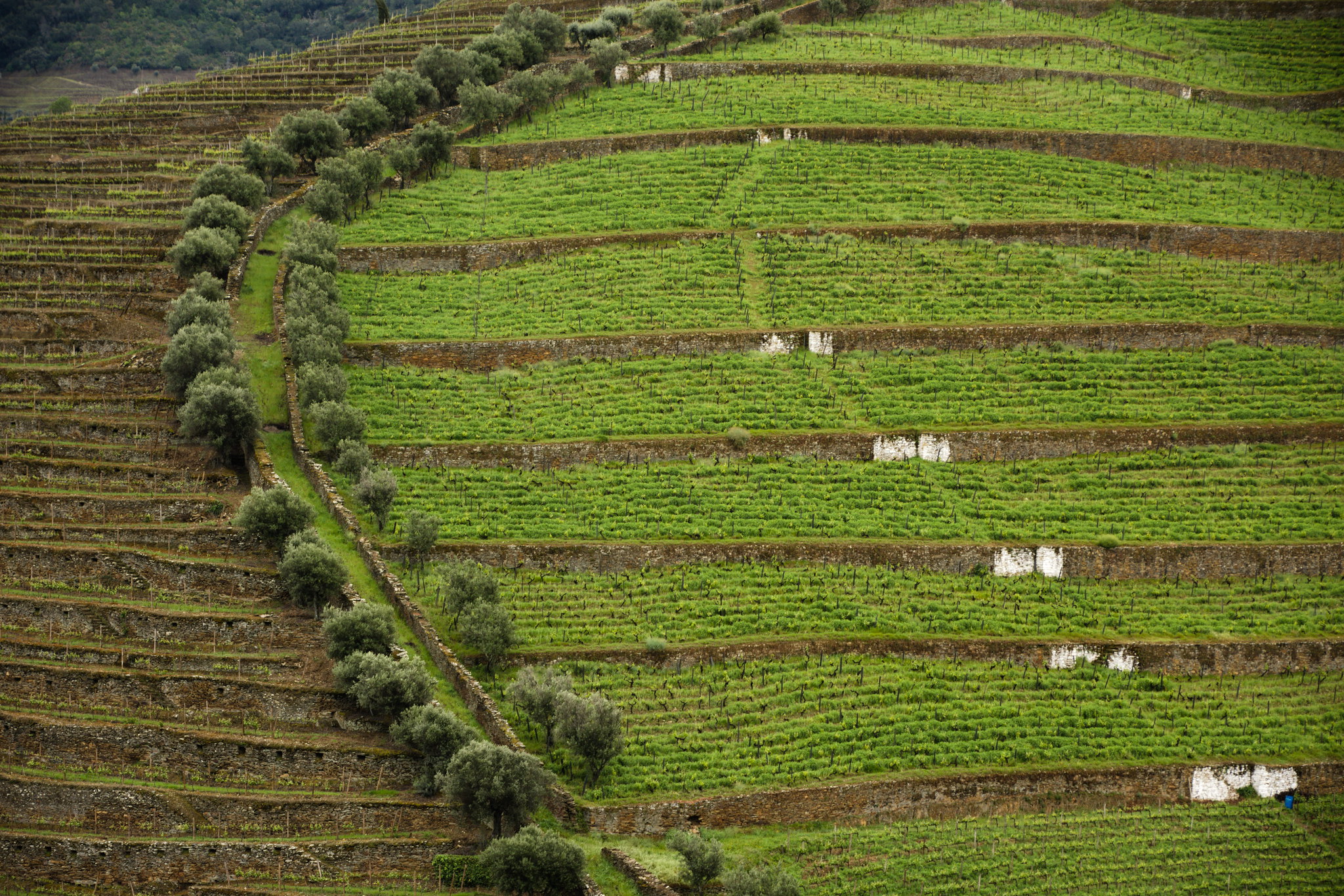 Free download high resolution image - free image free photo free stock image public domain picture -Douro Valley. Vineyards