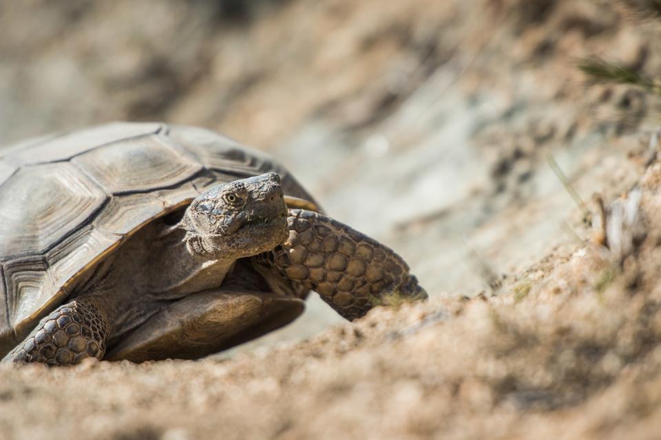 Free download high resolution image - free image free photo free stock image public domain picture  Tortoise on West Side Loop at Black Rock