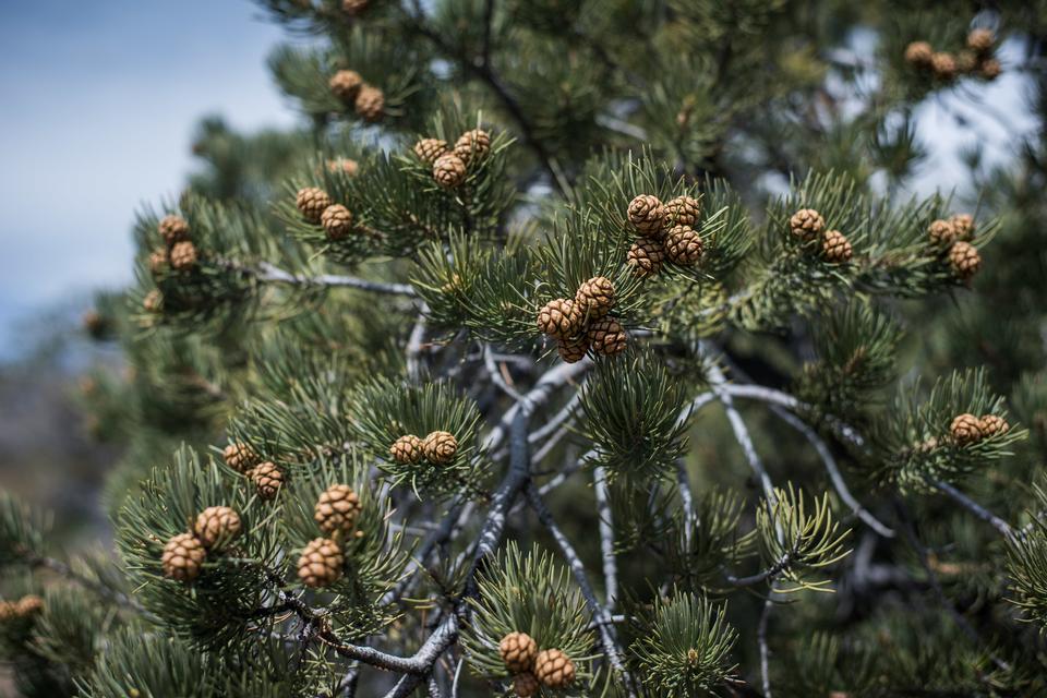 Free download high resolution image - free image free photo free stock image public domain picture  Pinyon pines at Black Rock