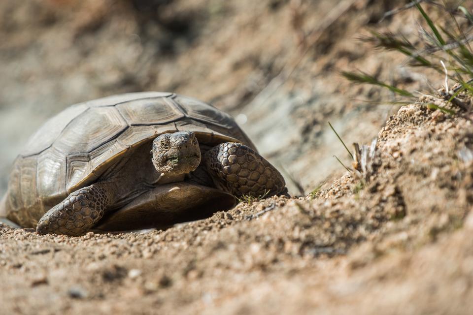 Free download high resolution image - free image free photo free stock image public domain picture  Tortoise on West Side Loop at Black Rock