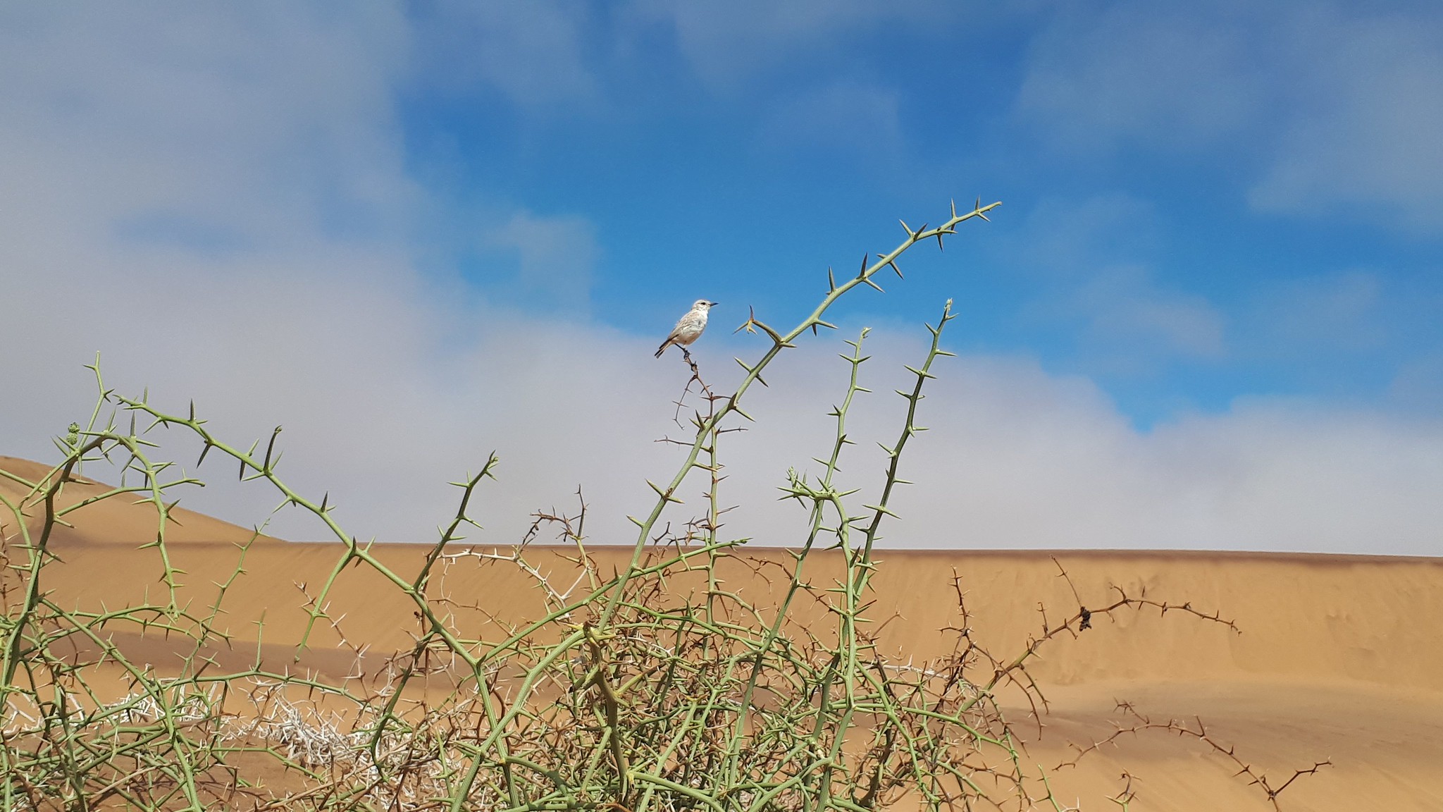 Free download high resolution image - free image free photo free stock image public domain picture -Dorob National Park, Swakopmund, Namibia