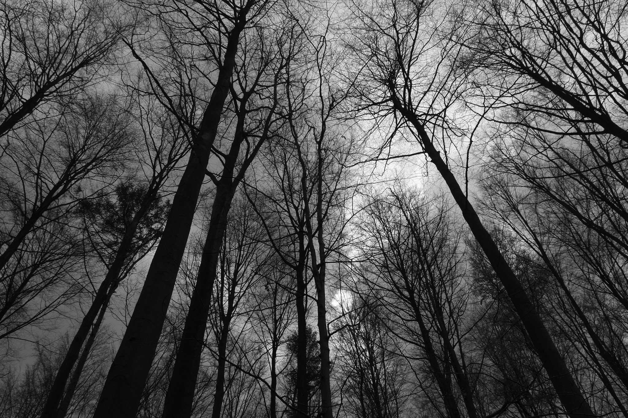 Free download high resolution image - free image free photo free stock image public domain picture -Spring forest floating in the sky