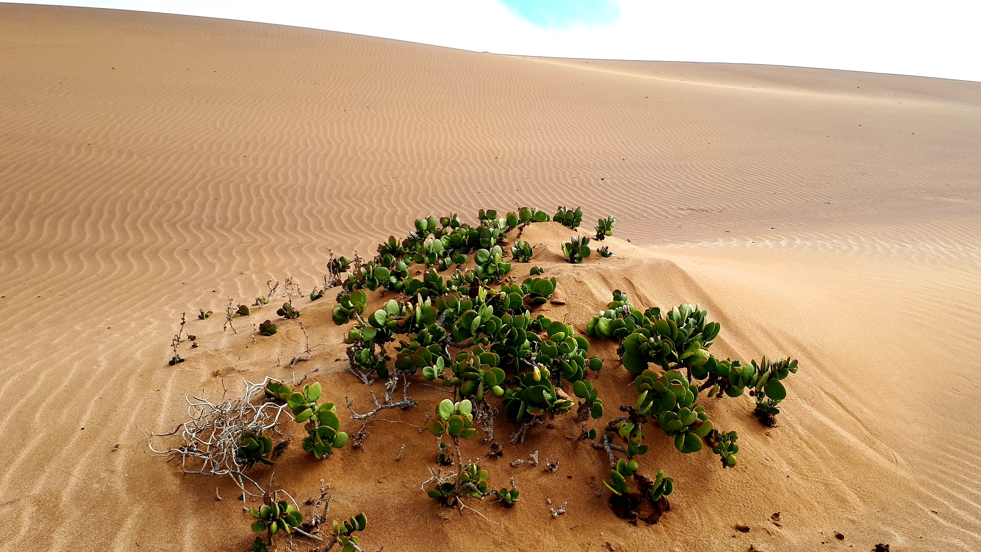 Free download high resolution image - free image free photo free stock image public domain picture -Dorob National Park, Swakopmund, Namibia