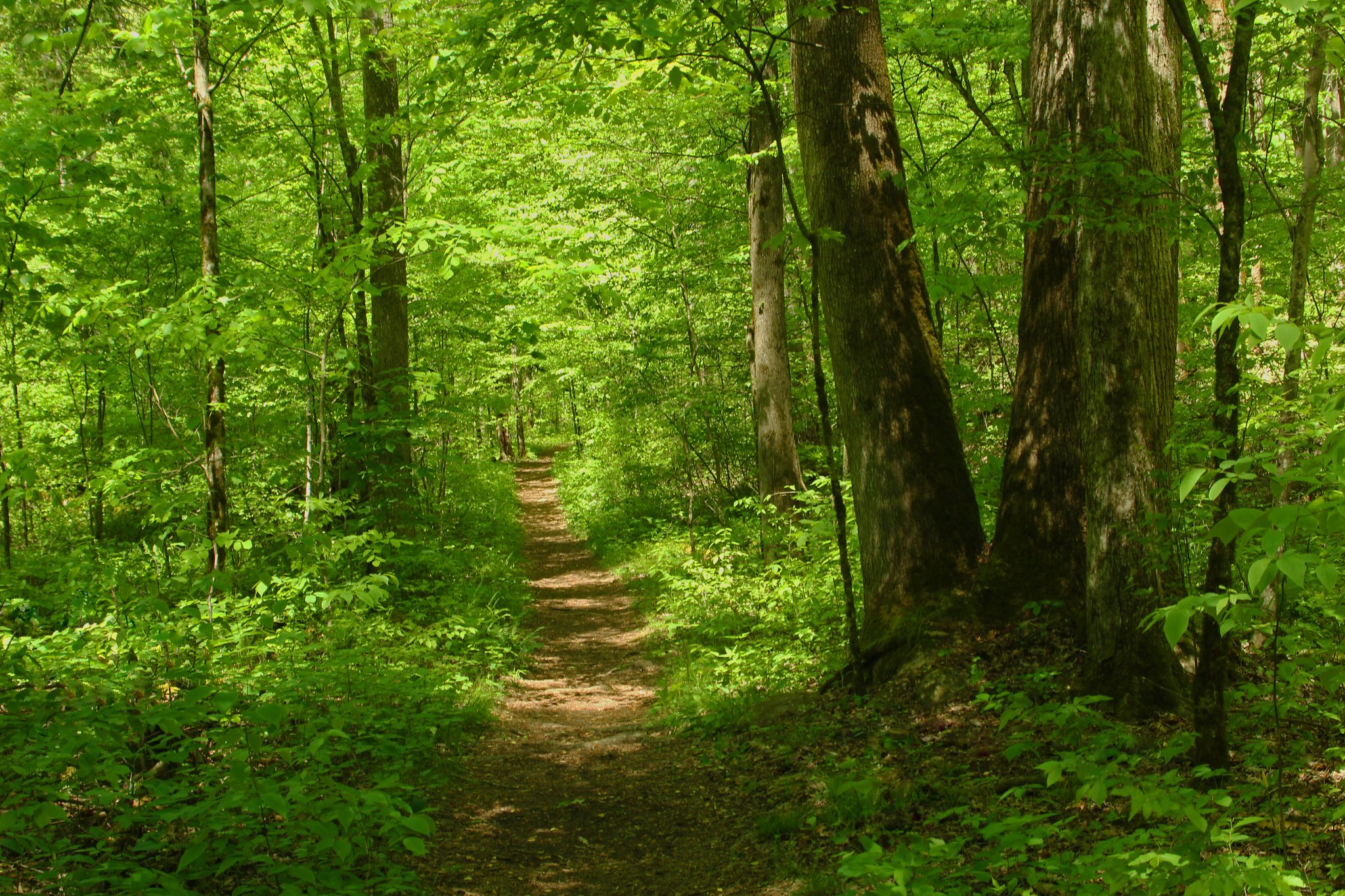 Free download high resolution image - free image free photo free stock image public domain picture -Hike path through a forest in spring, young green foliage