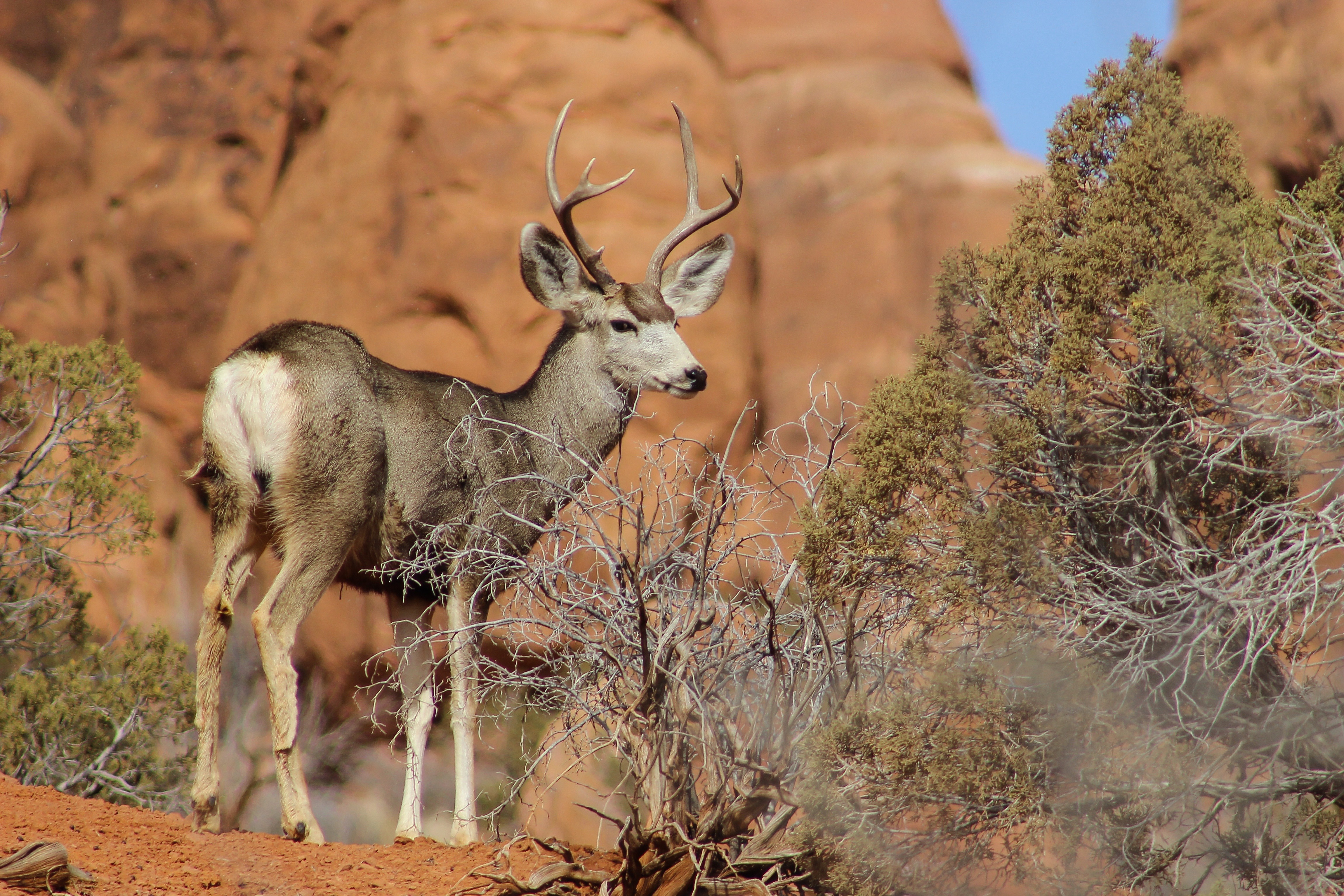 Free download high resolution image - free image free photo free stock image public domain picture -Mule Deer in Arches National Park