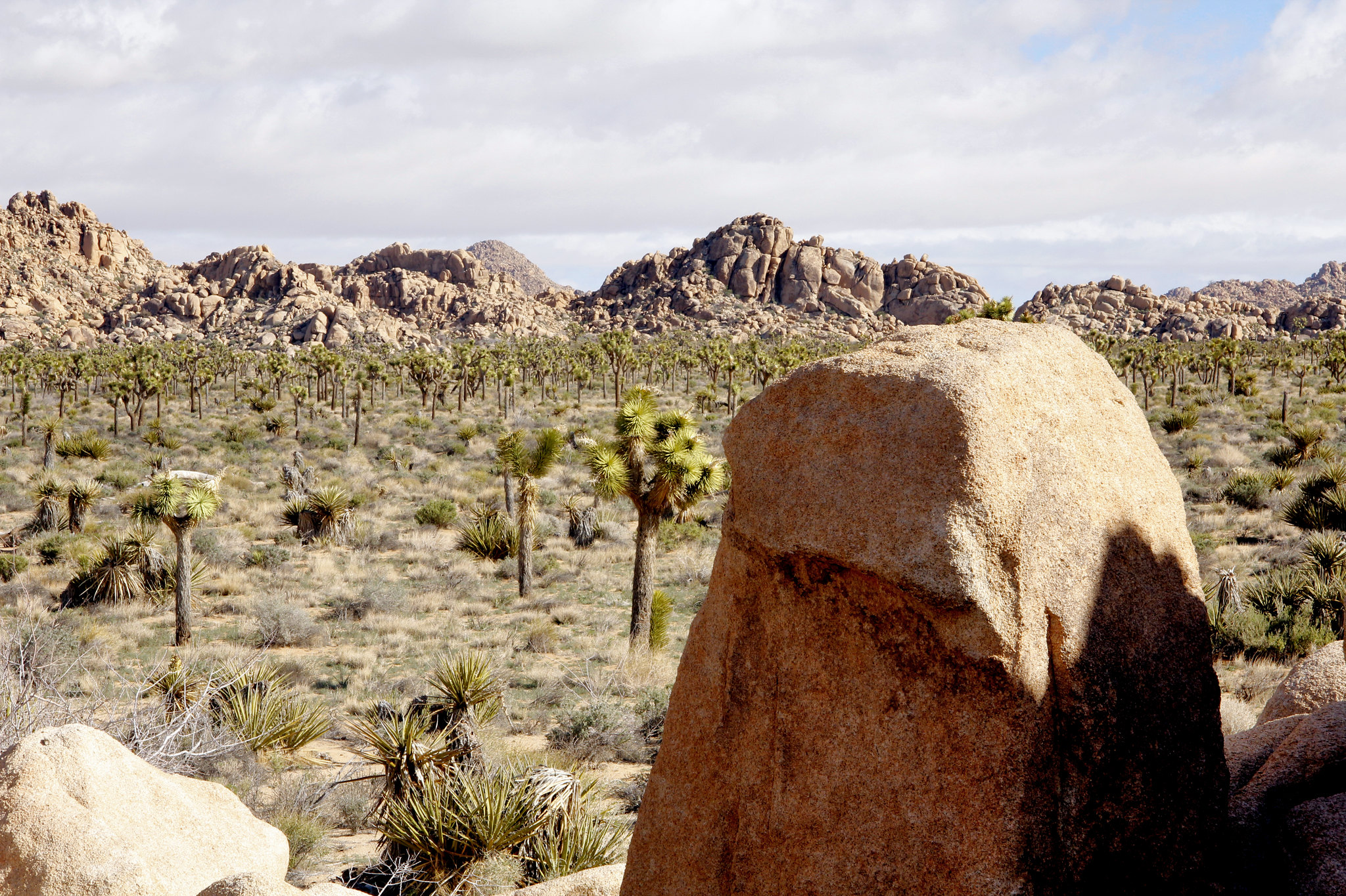 Free download high resolution image - free image free photo free stock image public domain picture -Joshua Tree National Park