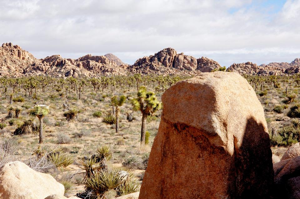 Free download high resolution image - free image free photo free stock image public domain picture  Joshua Tree National Park