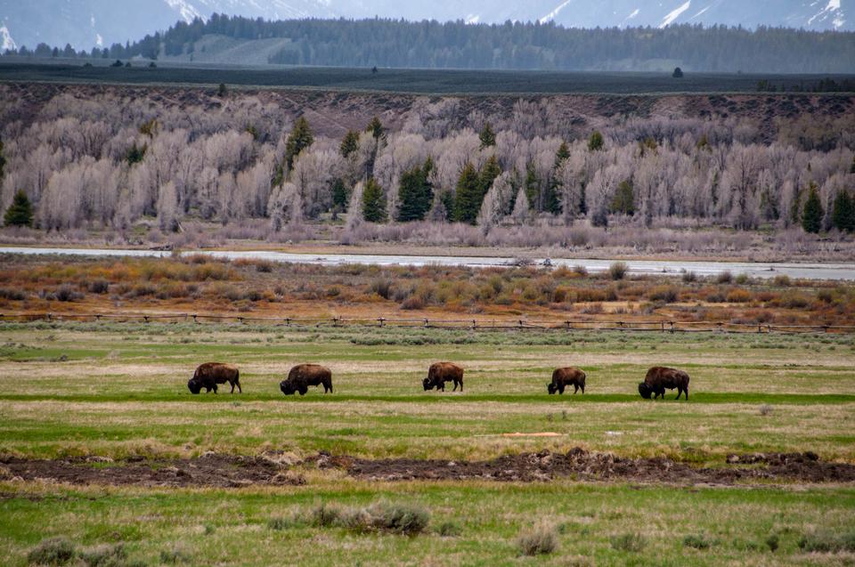 Free download high resolution image - free image free photo free stock image public domain picture  Grand Teton National Park