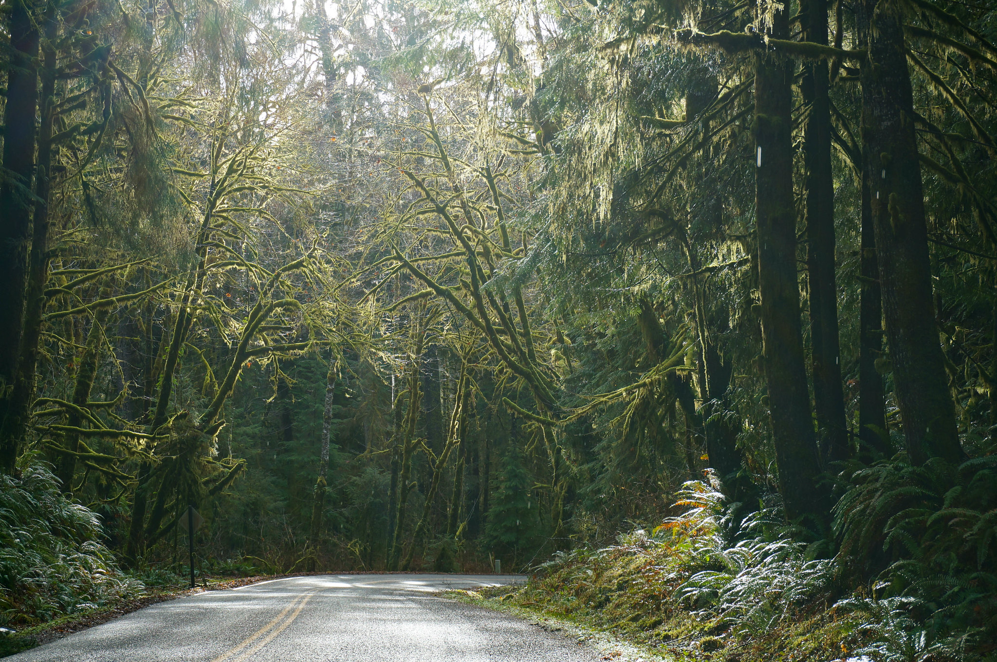 Free download high resolution image - free image free photo free stock image public domain picture -Olympic National Park