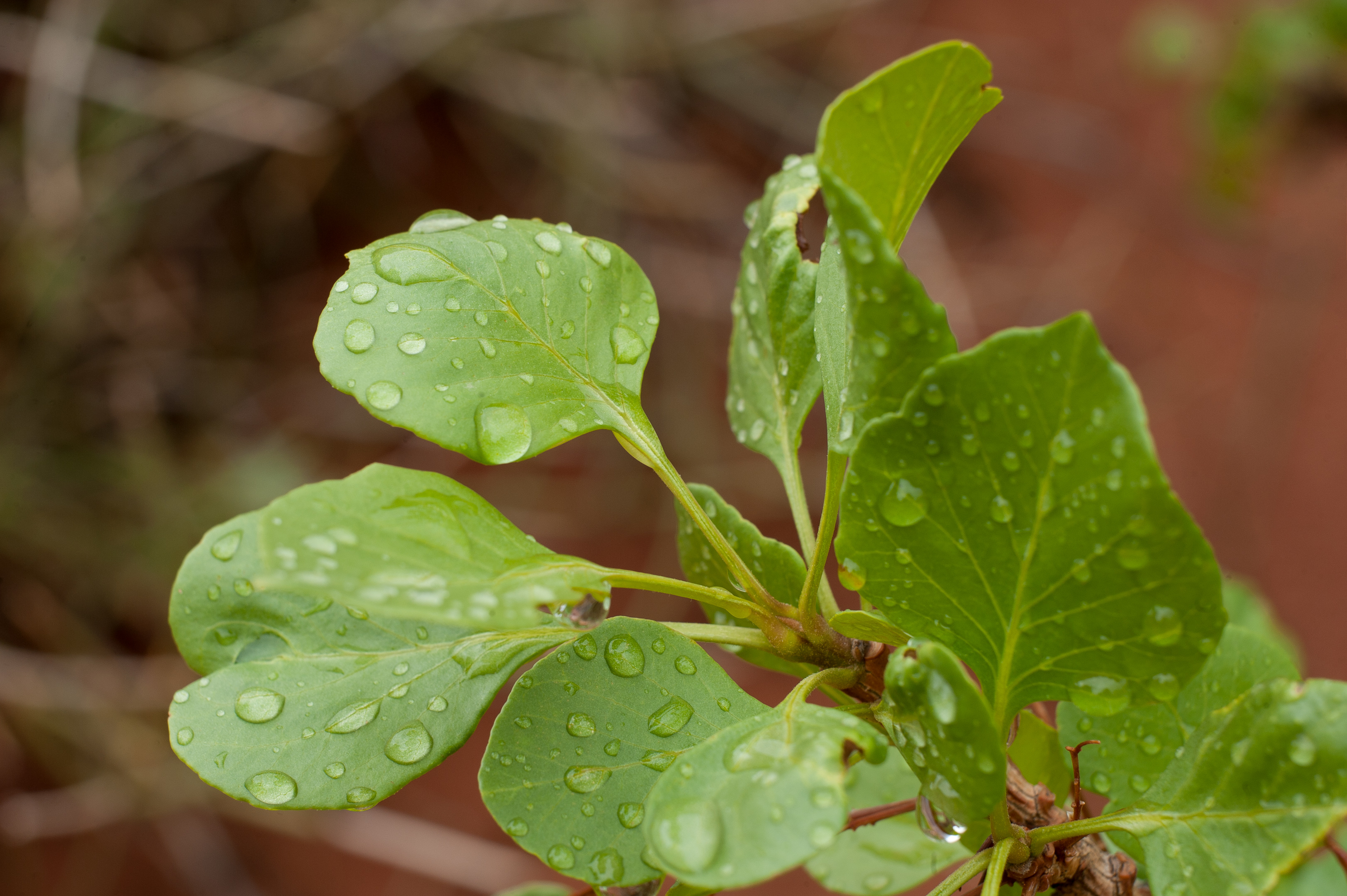 Free download high resolution image - free image free photo free stock image public domain picture -waterdrop on Singleleaf Ash