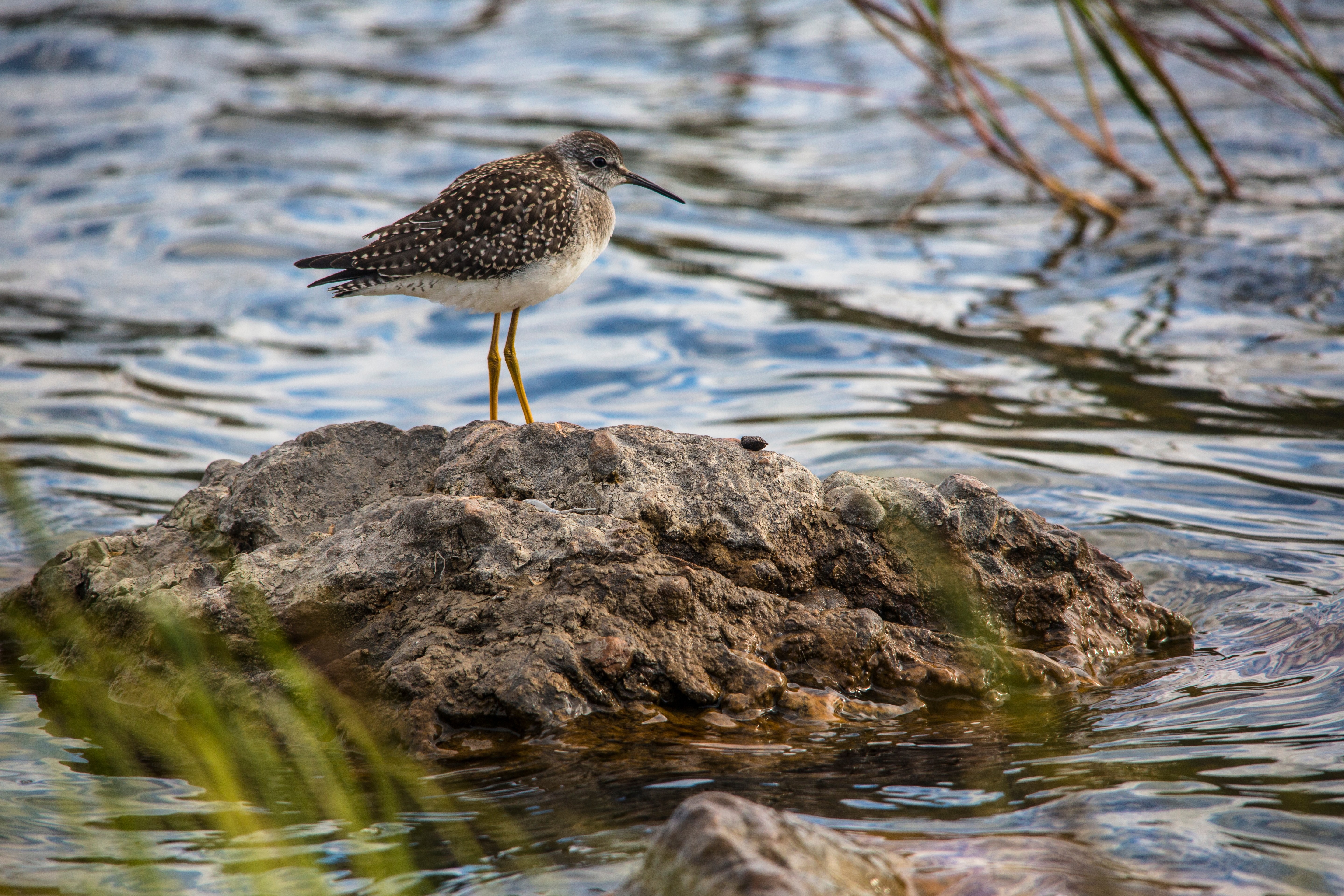 Free download high resolution image - free image free photo free stock image public domain picture -Lesser Yellowlegs - Tringa flavipes