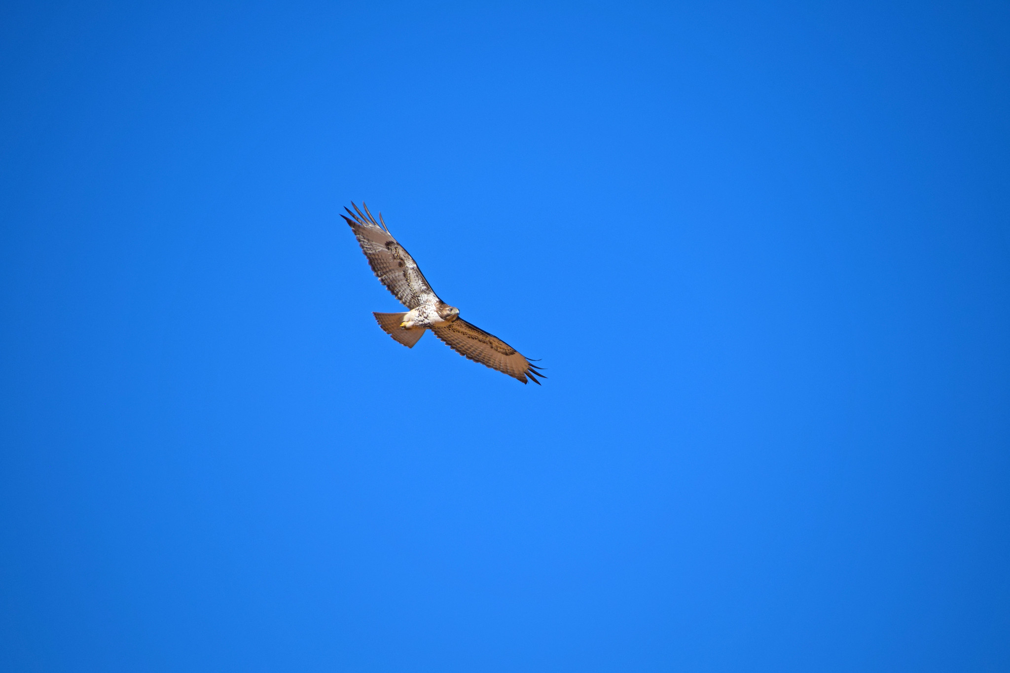 Free download high resolution image - free image free photo free stock image public domain picture -A Red-Tailed Hawk takes flight