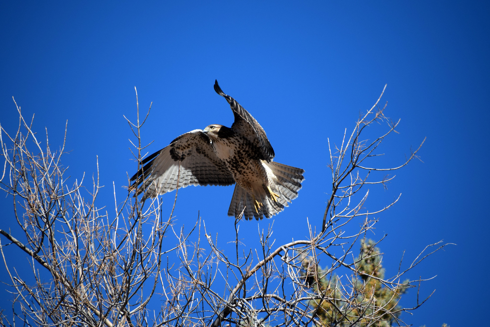 Free download high resolution image - free image free photo free stock image public domain picture -A Red-Tailed Hawk takes flight