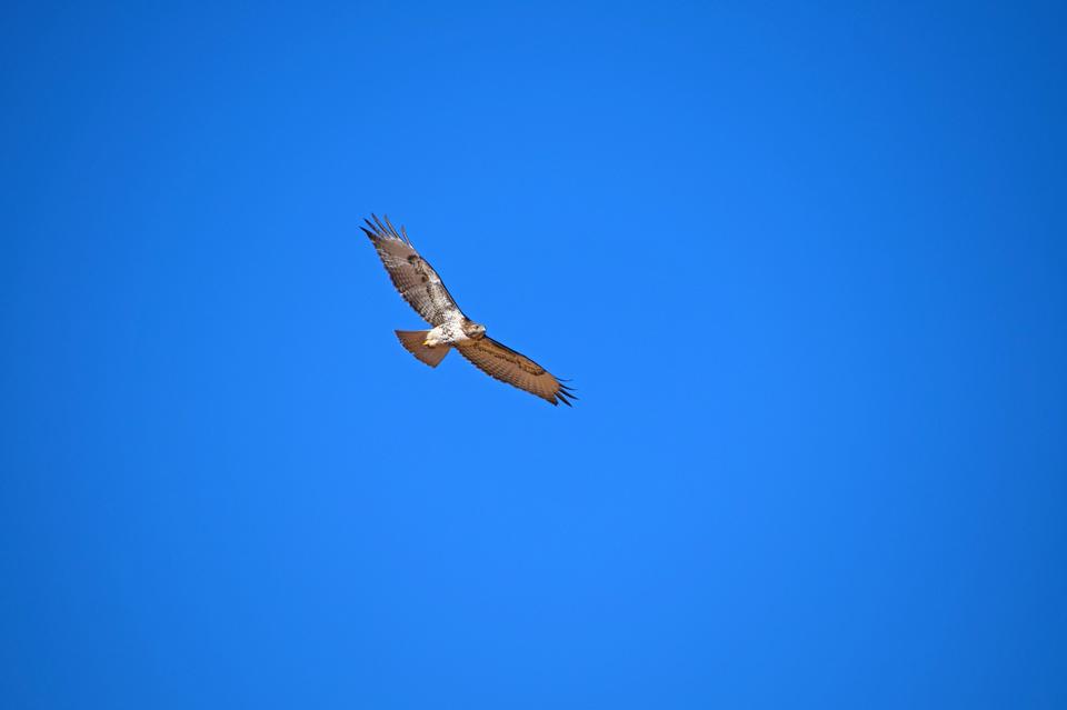 Free download high resolution image - free image free photo free stock image public domain picture  A Red-Tailed Hawk takes flight