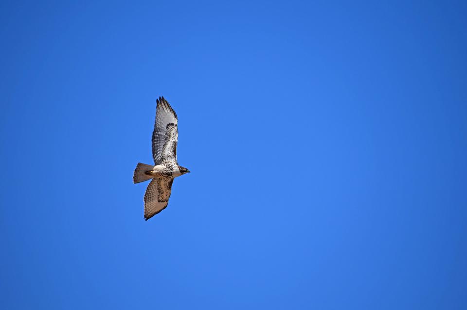 Free download high resolution image - free image free photo free stock image public domain picture  A Red-Tailed Hawk takes flight