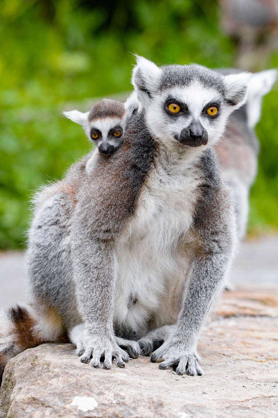 Free download high resolution image - free image free photo free stock image public domain picture  A Ring-shaped baby lemur with mom