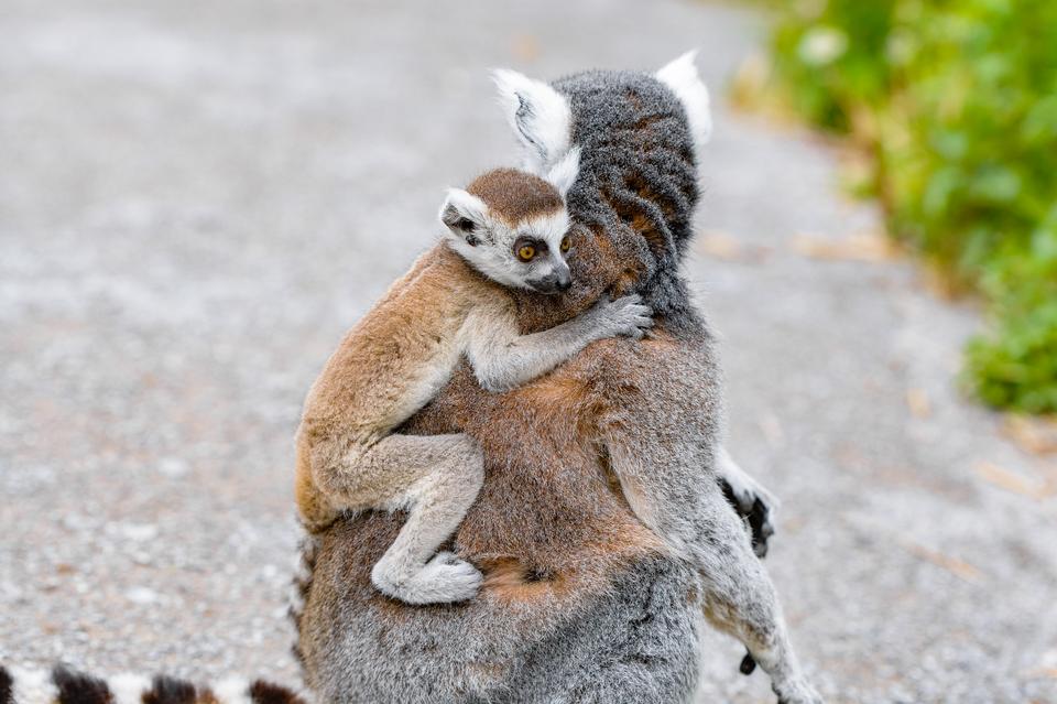 Free download high resolution image - free image free photo free stock image public domain picture  A Ring-shaped baby lemur with mom