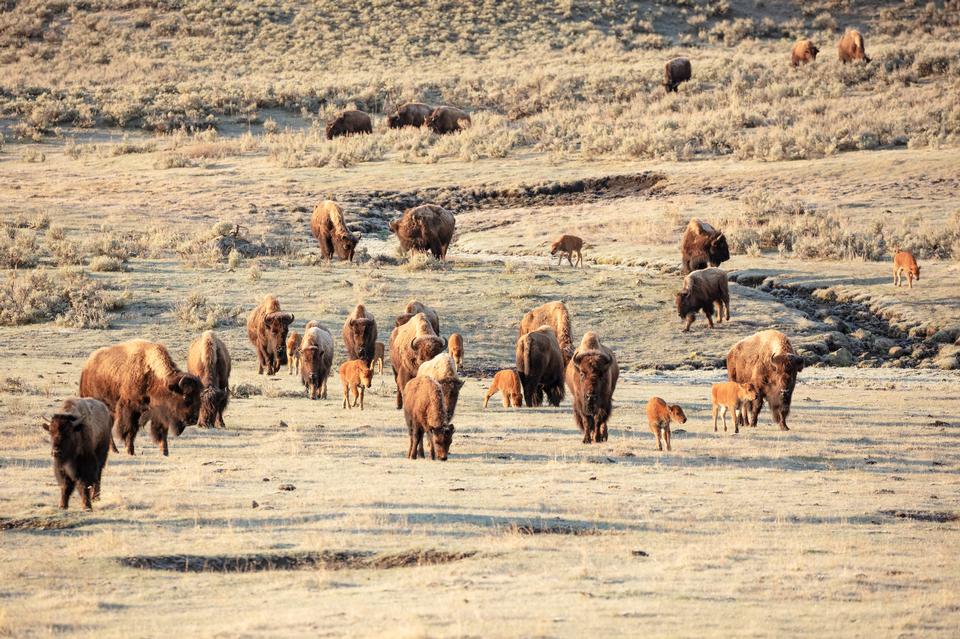 Free download high resolution image - free image free photo free stock image public domain picture  A group of bison cows with their newborns