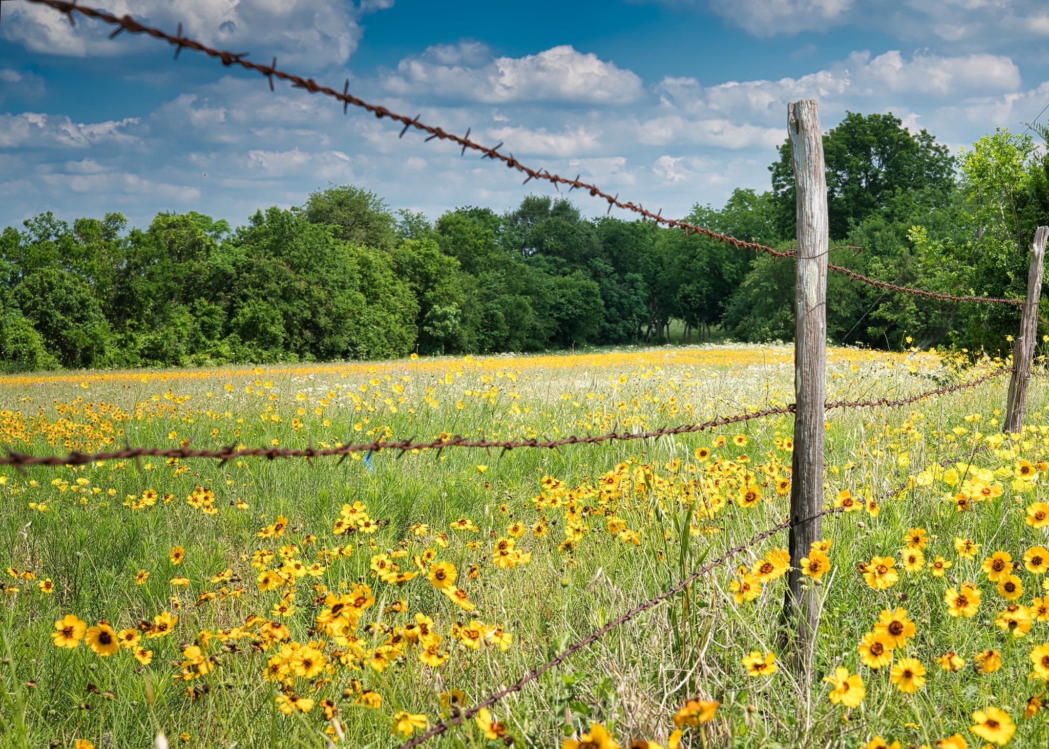 Free download high resolution image - free image free photo free stock image public domain picture -sunflowers