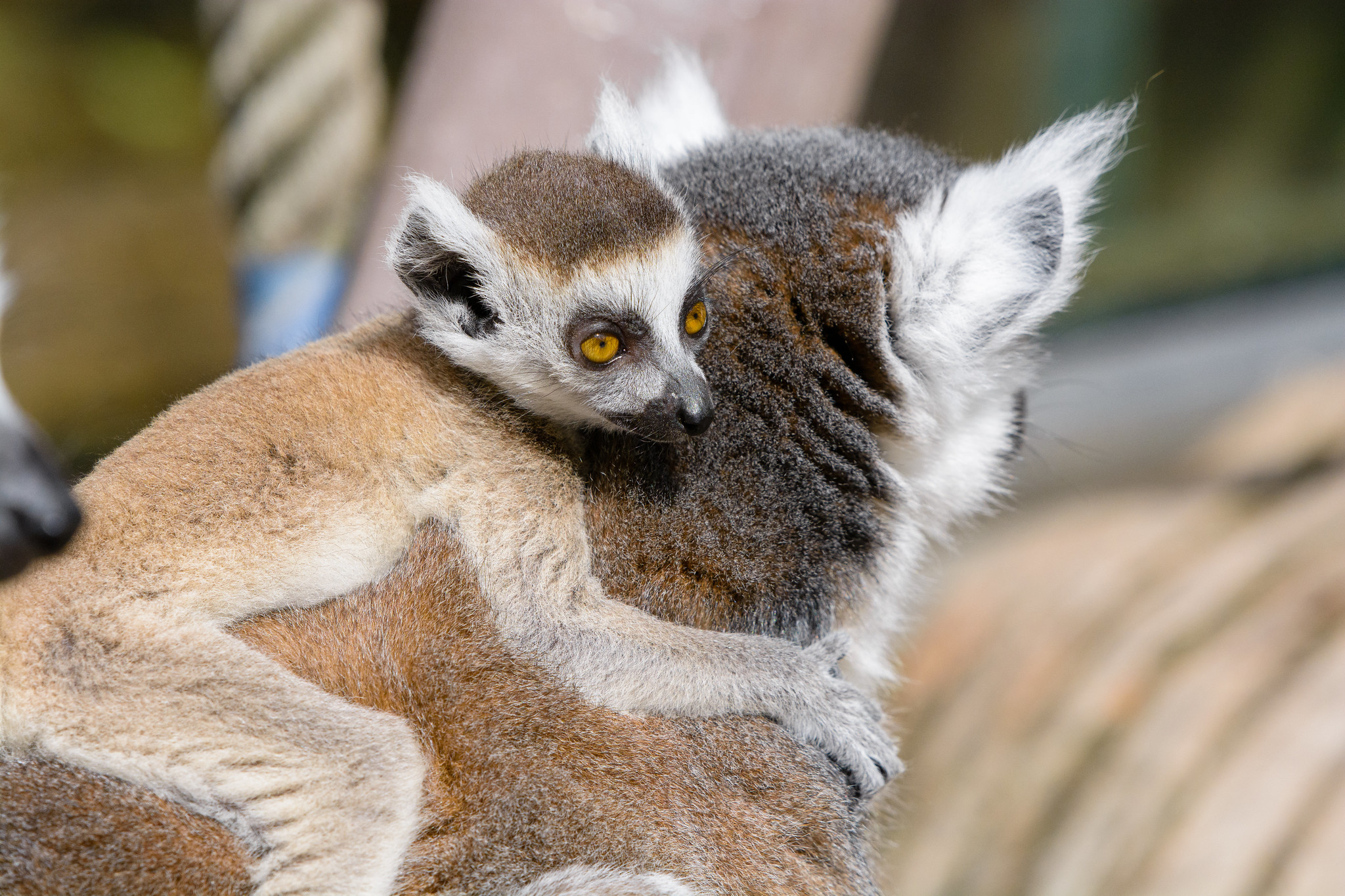 Free download high resolution image - free image free photo free stock image public domain picture -A Ring-shaped baby lemur with mom