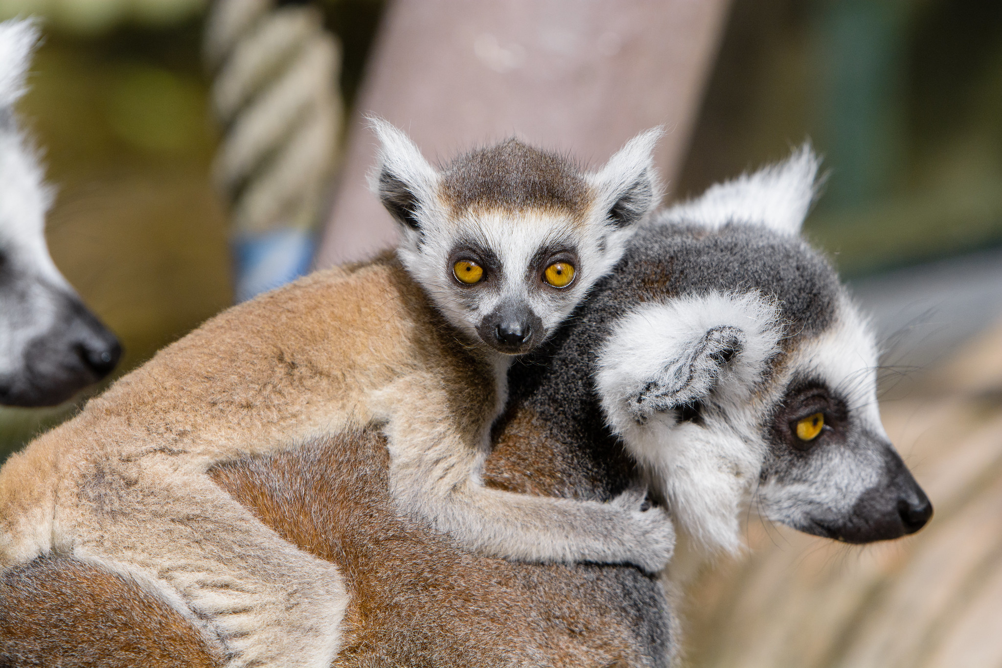 Free download high resolution image - free image free photo free stock image public domain picture -A Ring-shaped baby lemur with mom