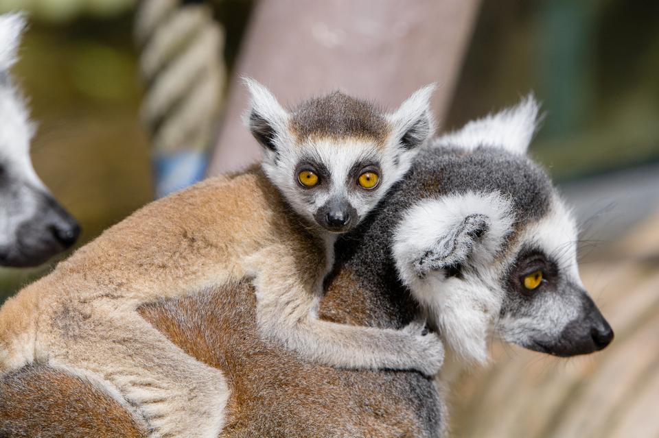 Free download high resolution image - free image free photo free stock image public domain picture  A Ring-shaped baby lemur with mom