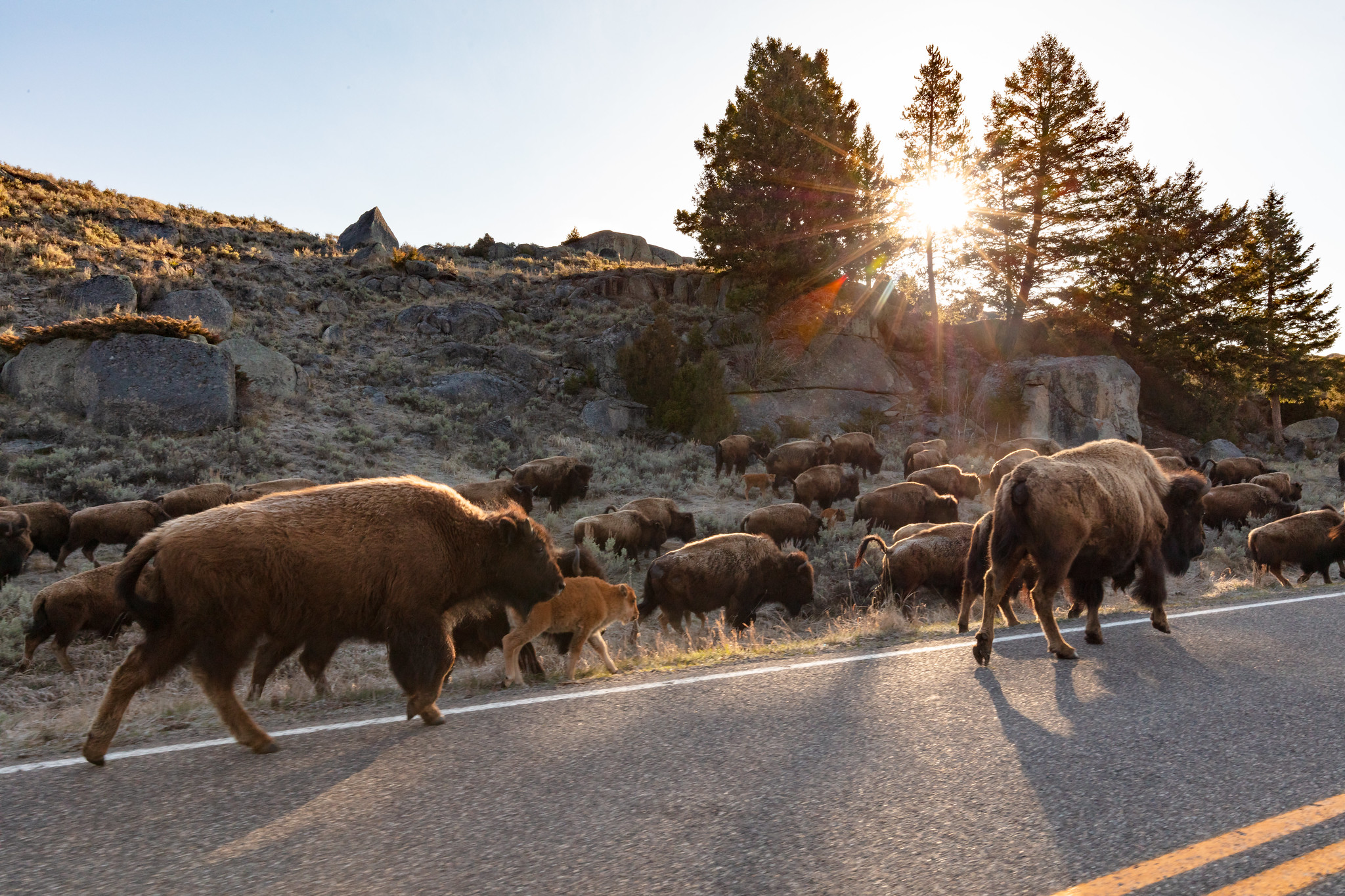 Free download high resolution image - free image free photo free stock image public domain picture -A group of bison walks along the road