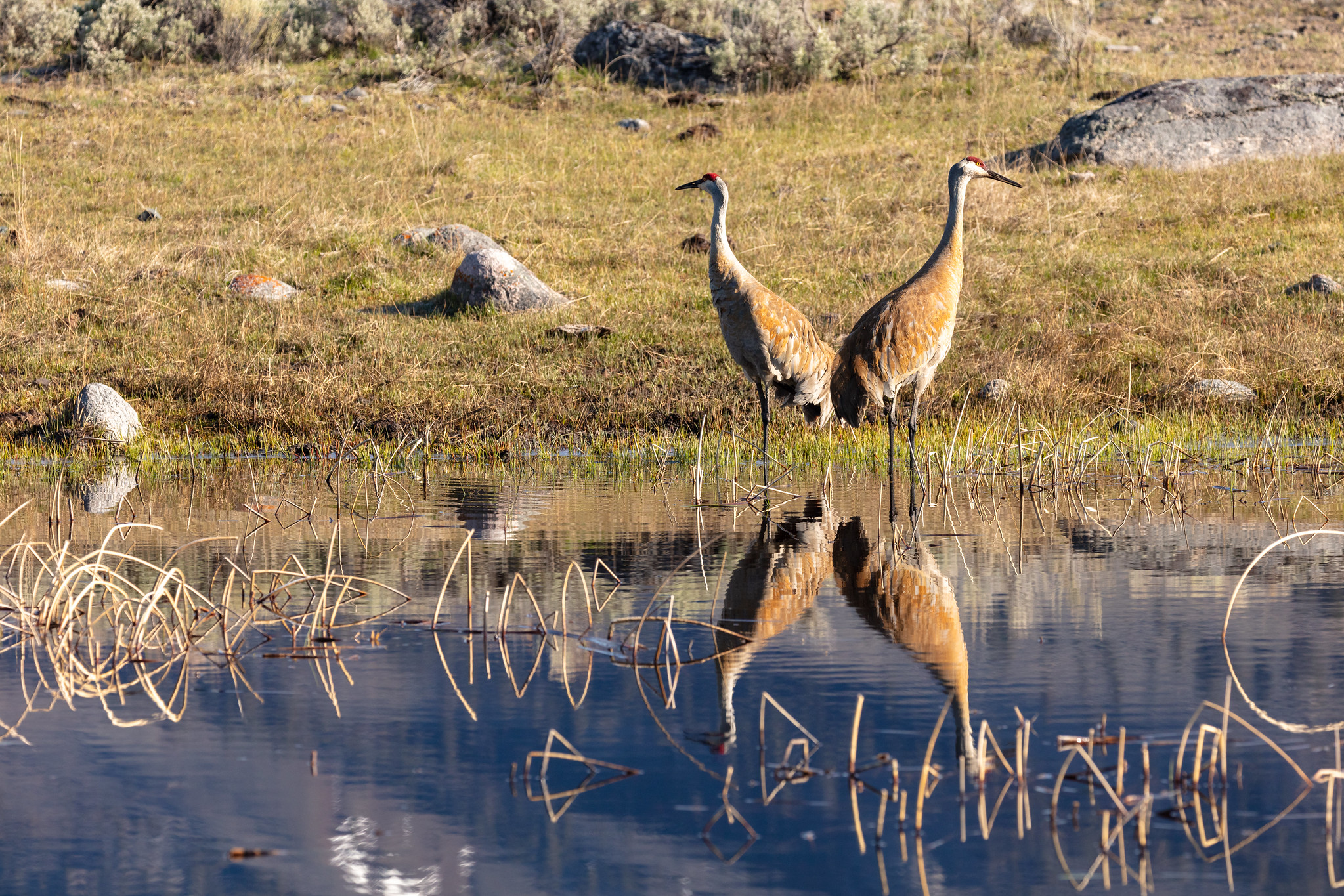 Free download high resolution image - free image free photo free stock image public domain picture -A pair of sandhill cranes