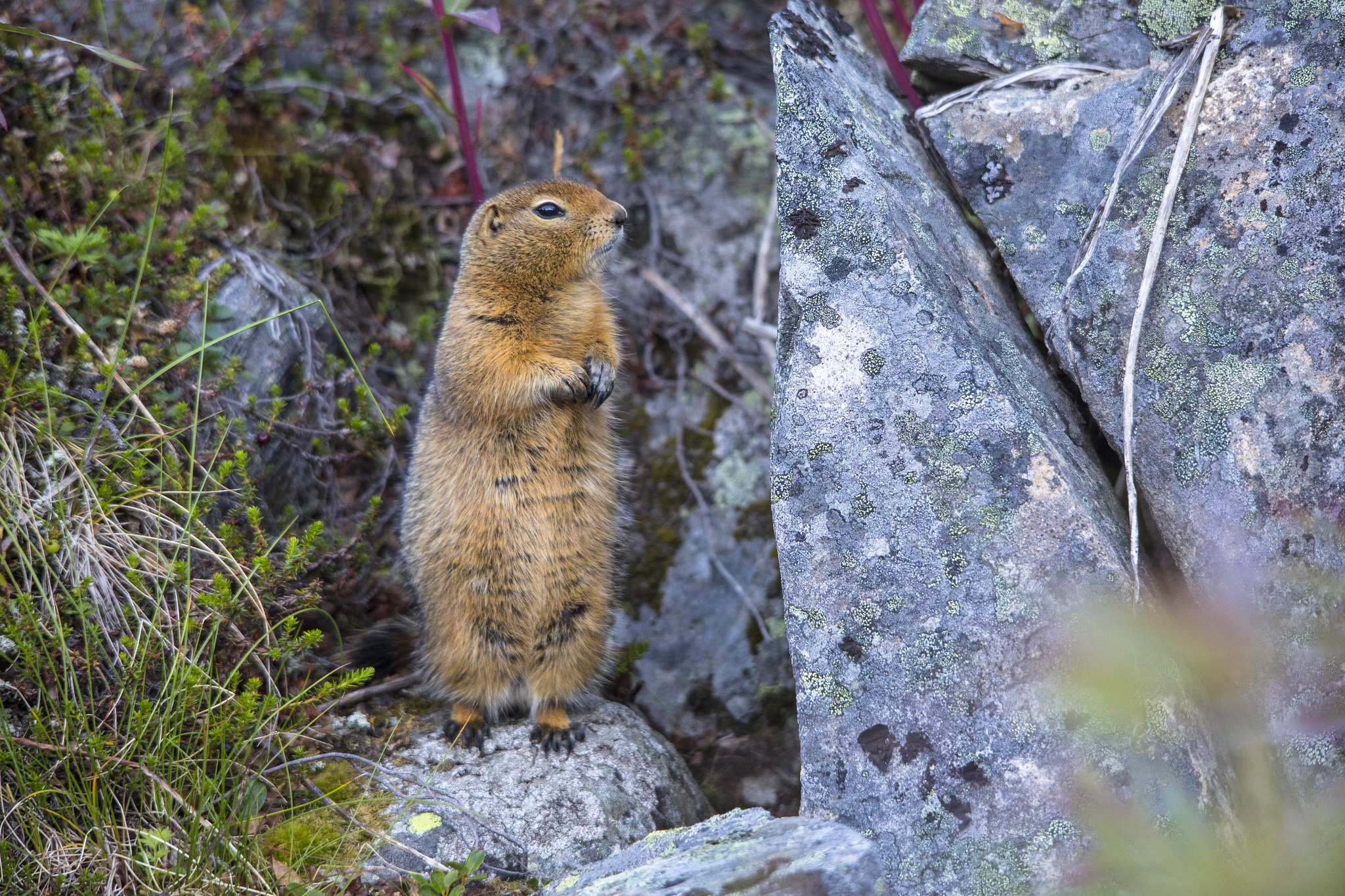 Free download high resolution image - free image free photo free stock image public domain picture -Arctic Ground Squirrel