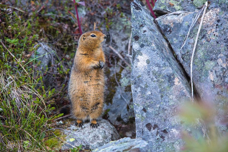 Free download high resolution image - free image free photo free stock image public domain picture  Arctic Ground Squirrel