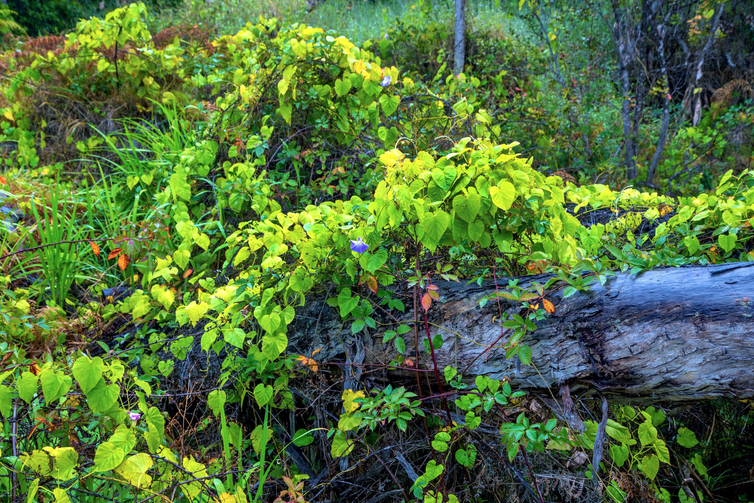 Free download high resolution image - free image free photo free stock image public domain picture -Invasive morning glory vine