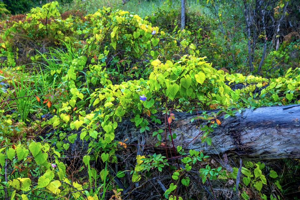 Free download high resolution image - free image free photo free stock image public domain picture  Invasive morning glory vine