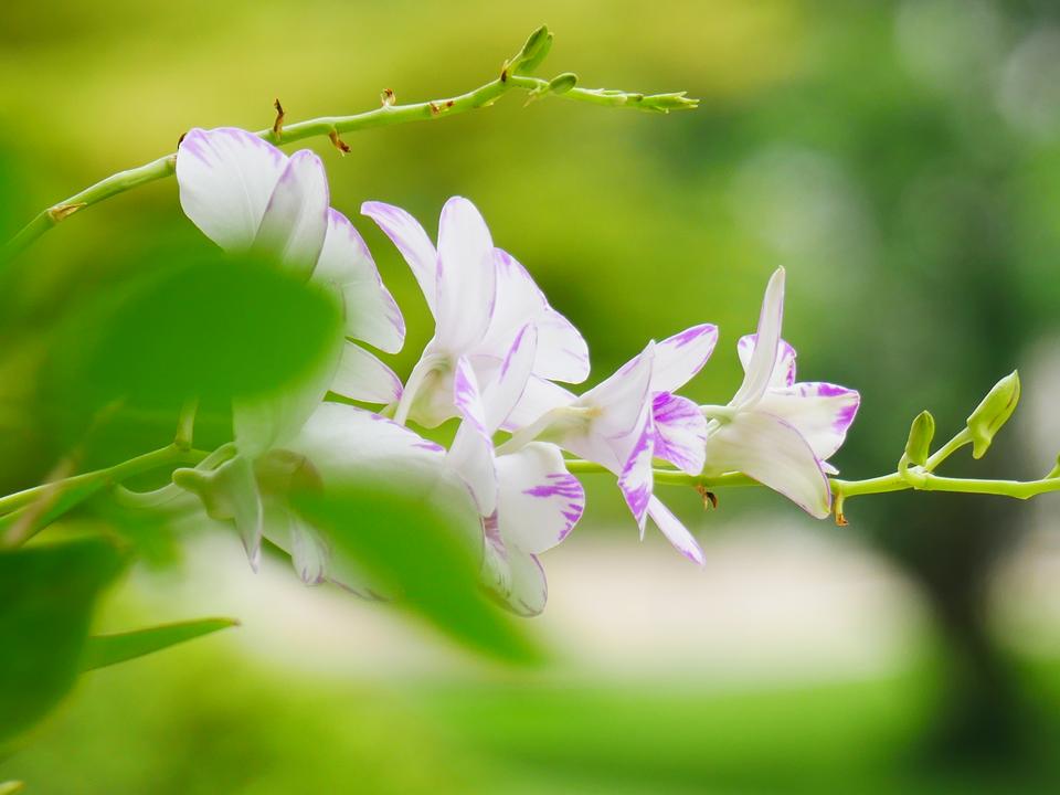 Free download high resolution image - free image free photo free stock image public domain picture  orchid Flowers