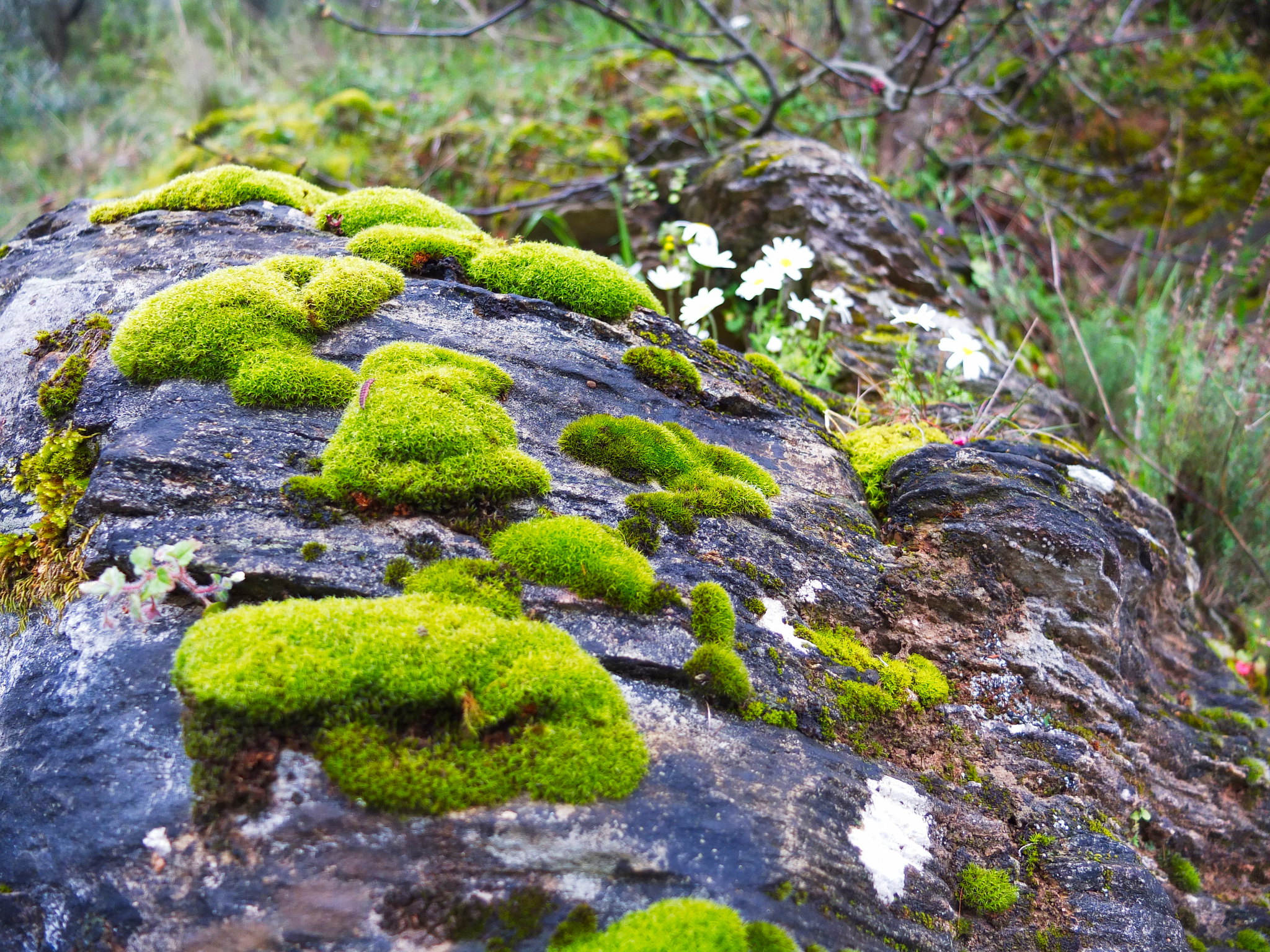 Free download high resolution image - free image free photo free stock image public domain picture -Moss-covered stone