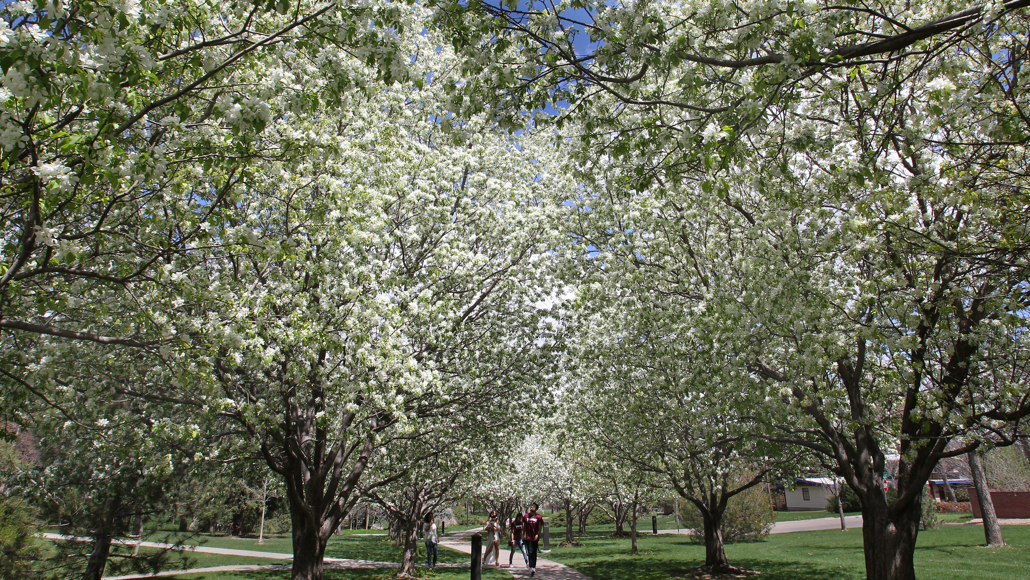 Free download high resolution image - free image free photo free stock image public domain picture -Snow Crabapple trees