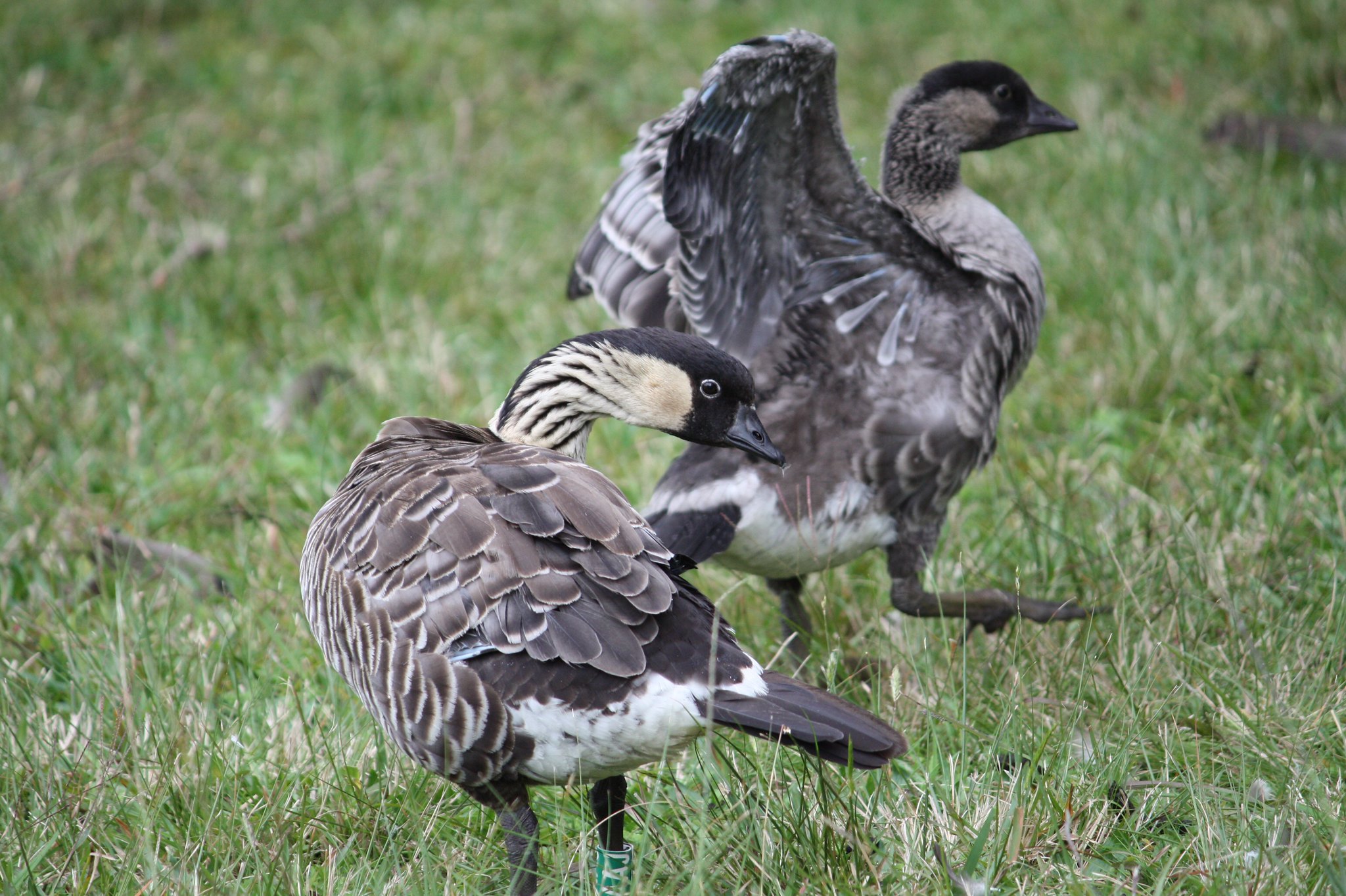 Free download high resolution image - free image free photo free stock image public domain picture -Father goose stands