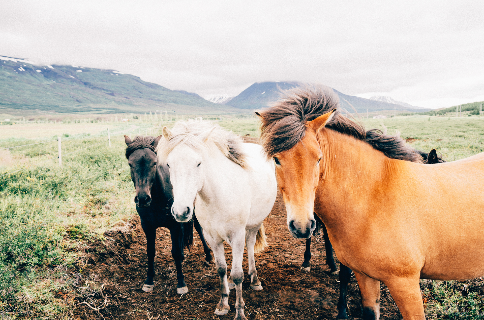 Free download high resolution image - free image free photo free stock image public domain picture -a horse