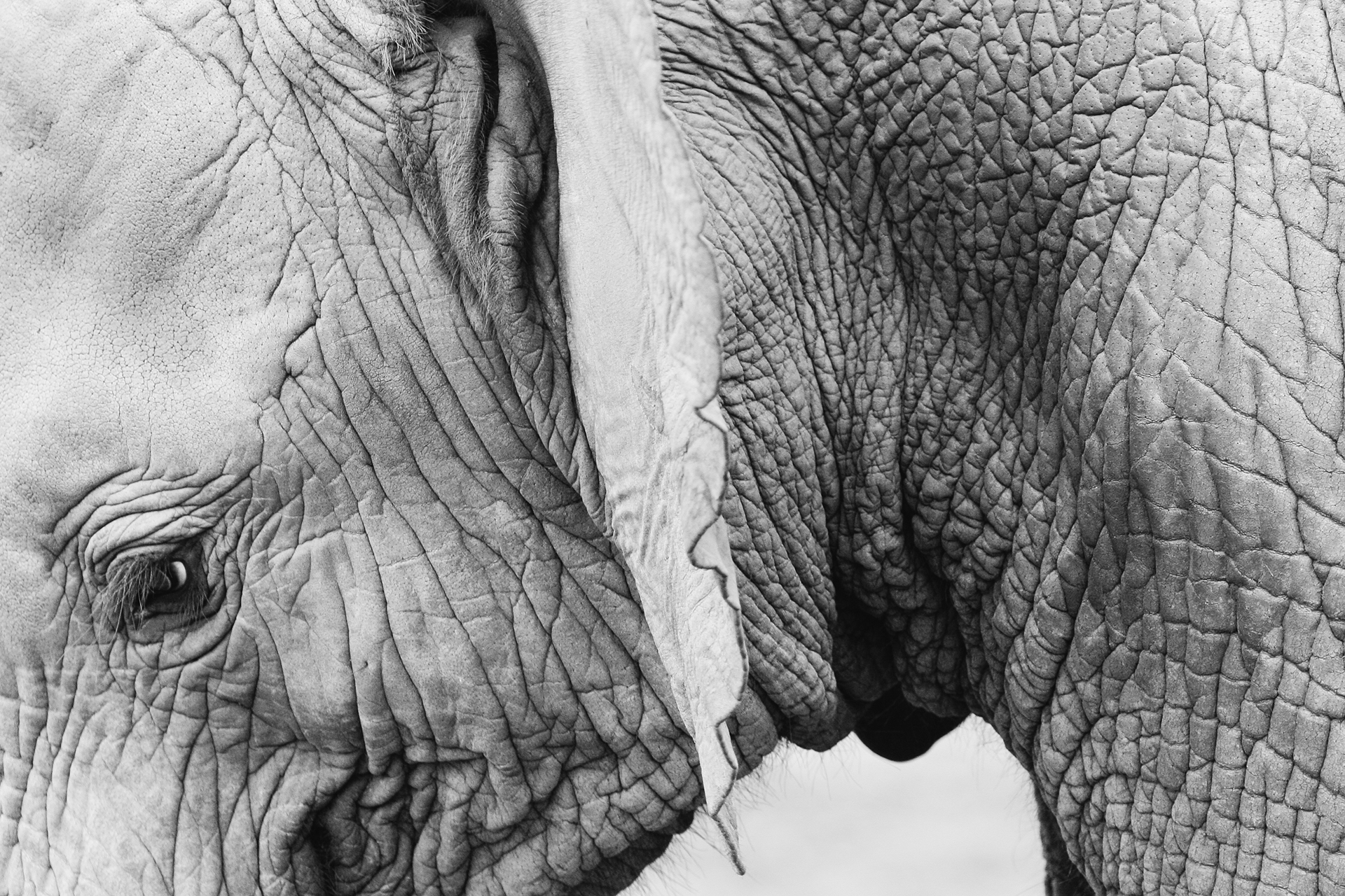 Free download high resolution image - free image free photo free stock image public domain picture -Elephant