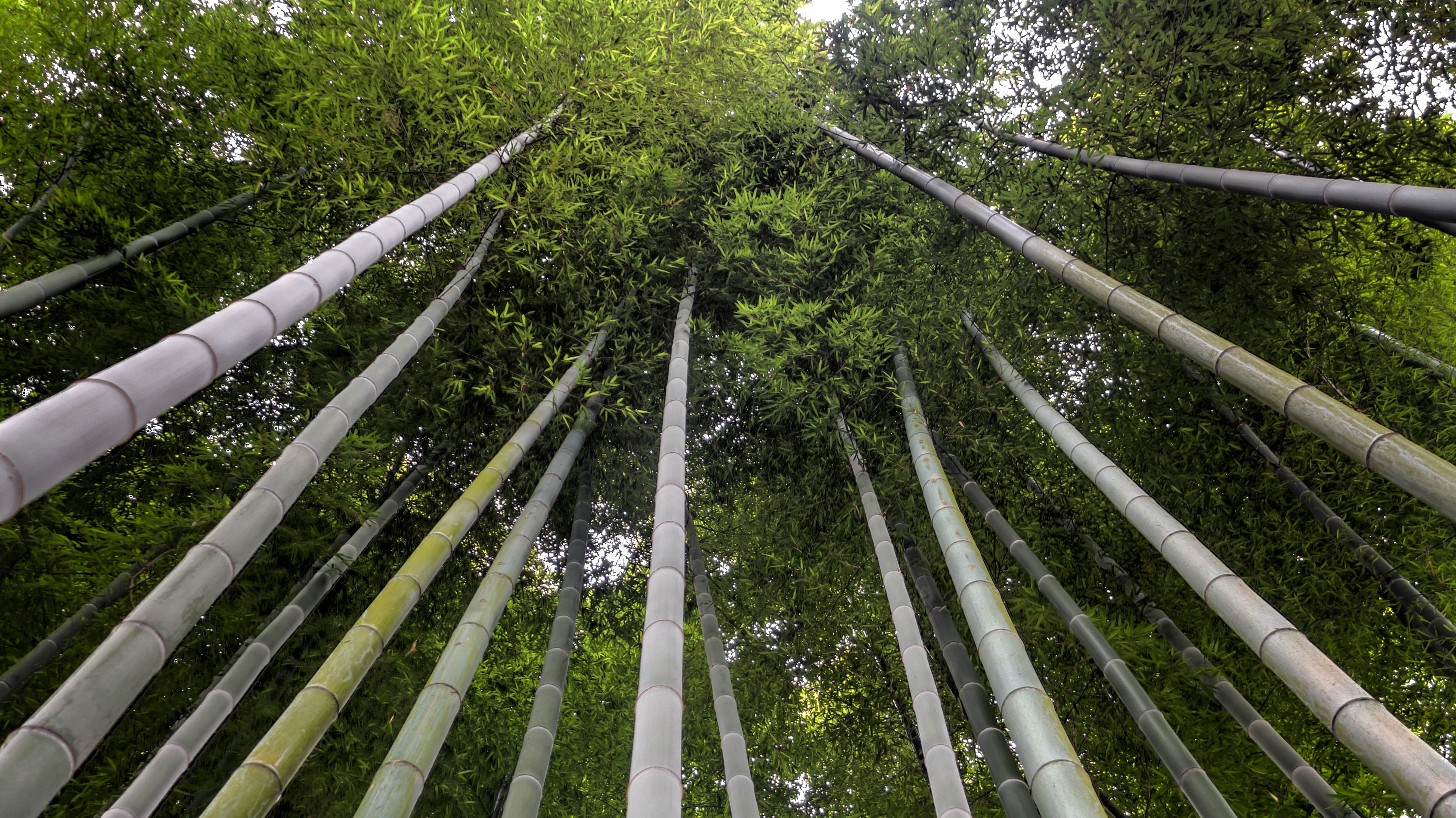 Free download high resolution image - free image free photo free stock image public domain picture -Bamboo Grove