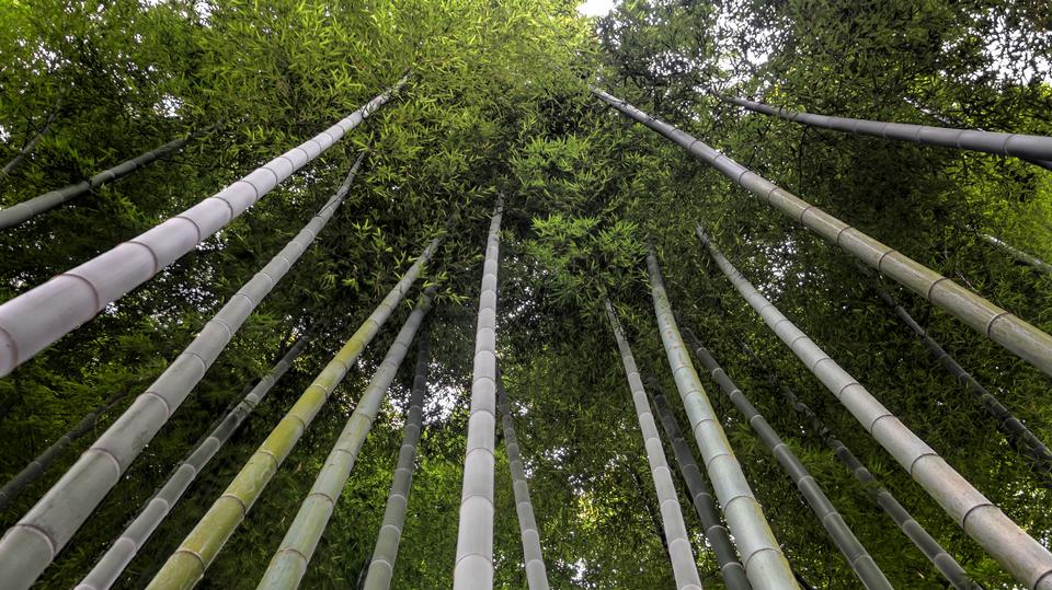 Free download high resolution image - free image free photo free stock image public domain picture  Bamboo Grove