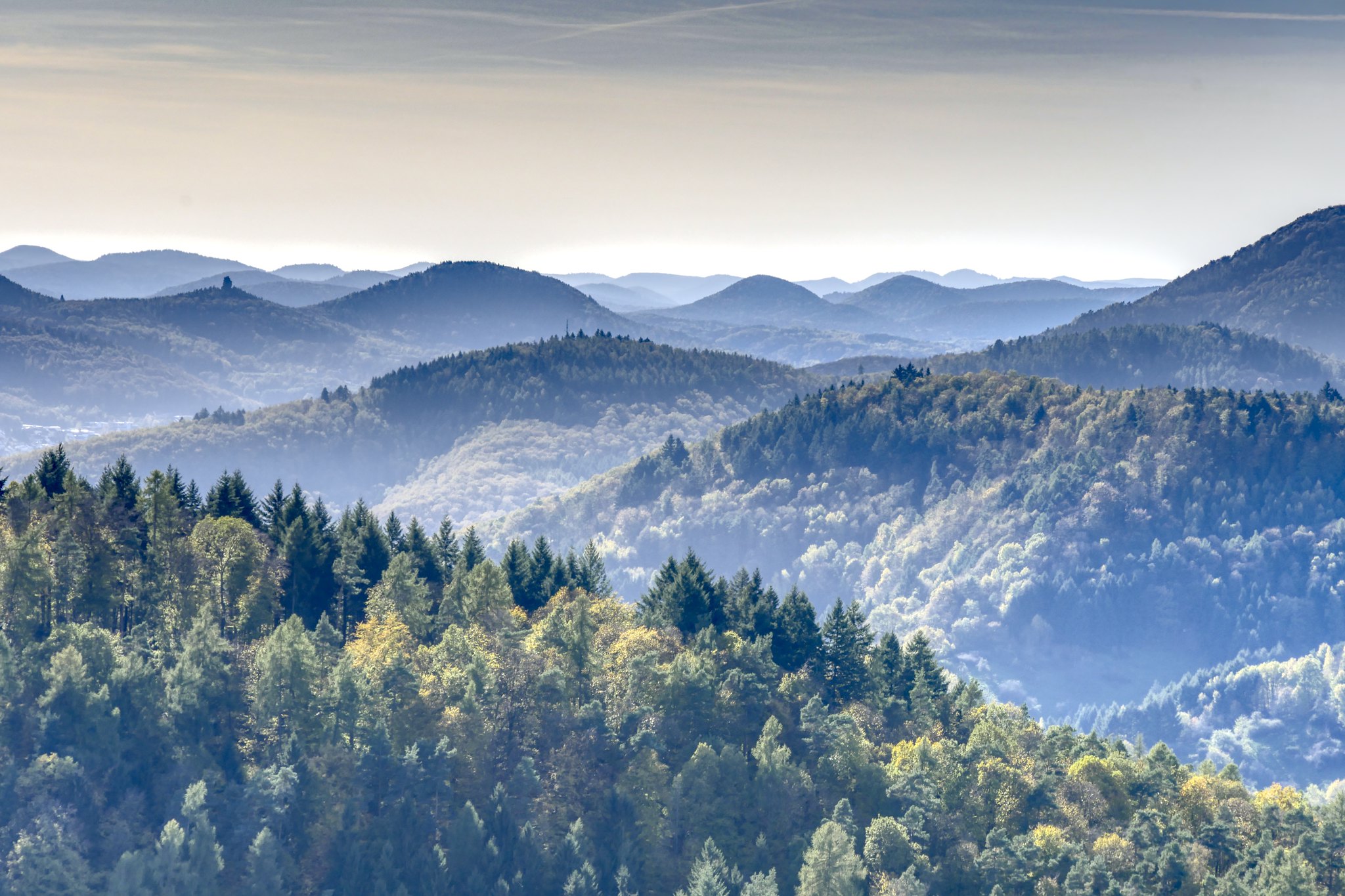 Free download high resolution image - free image free photo free stock image public domain picture -Aerial view of trees in the Palatinate Forest. Rhineland