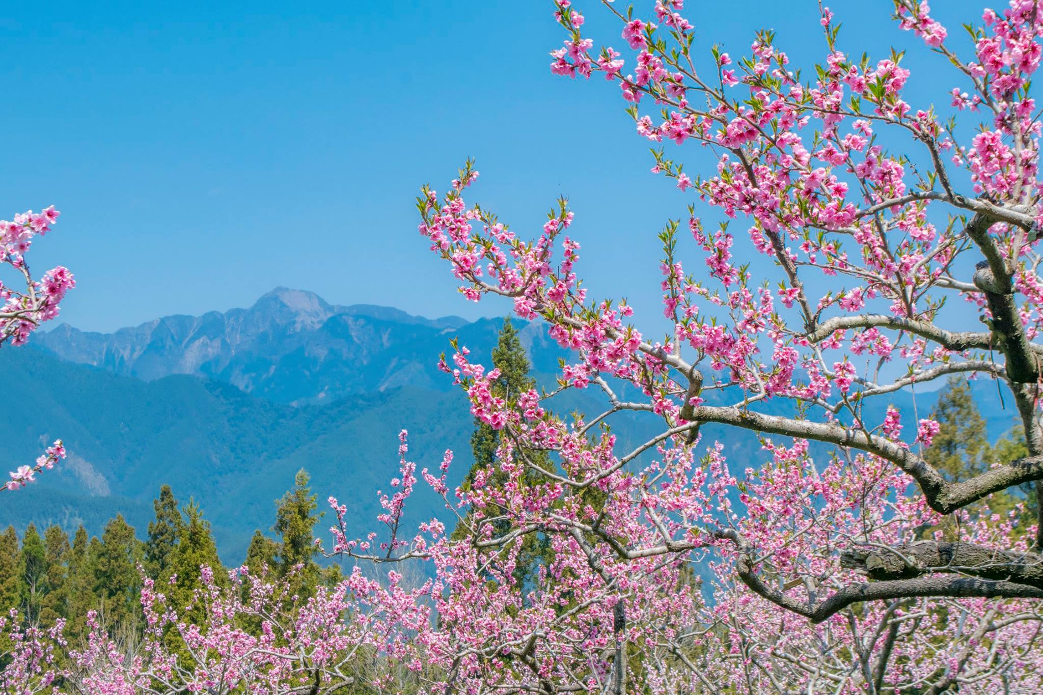 Free download high resolution image - free image free photo free stock image public domain picture -cherry blossom in spring, Kyoto, Japan