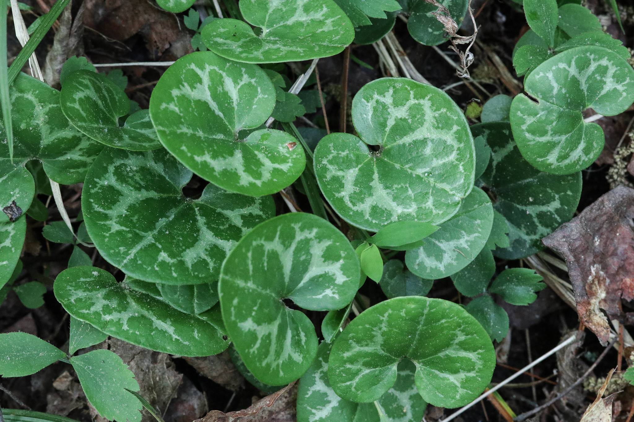 Free download high resolution image - free image free photo free stock image public domain picture -Asarum, Dwarf Flowered Heartleaf