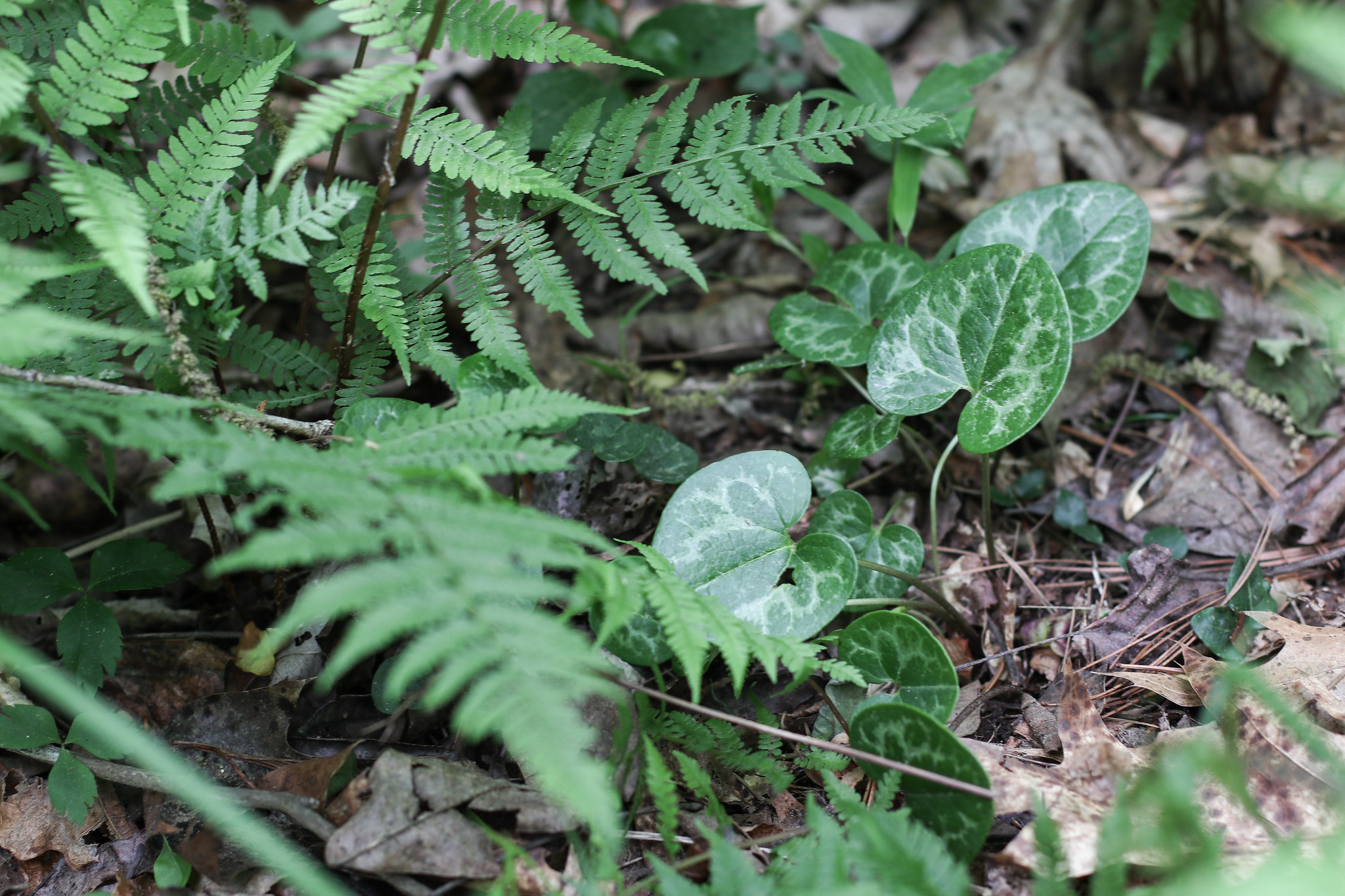 Free download high resolution image - free image free photo free stock image public domain picture -Asarum, Dwarf Flowered Heartleaf