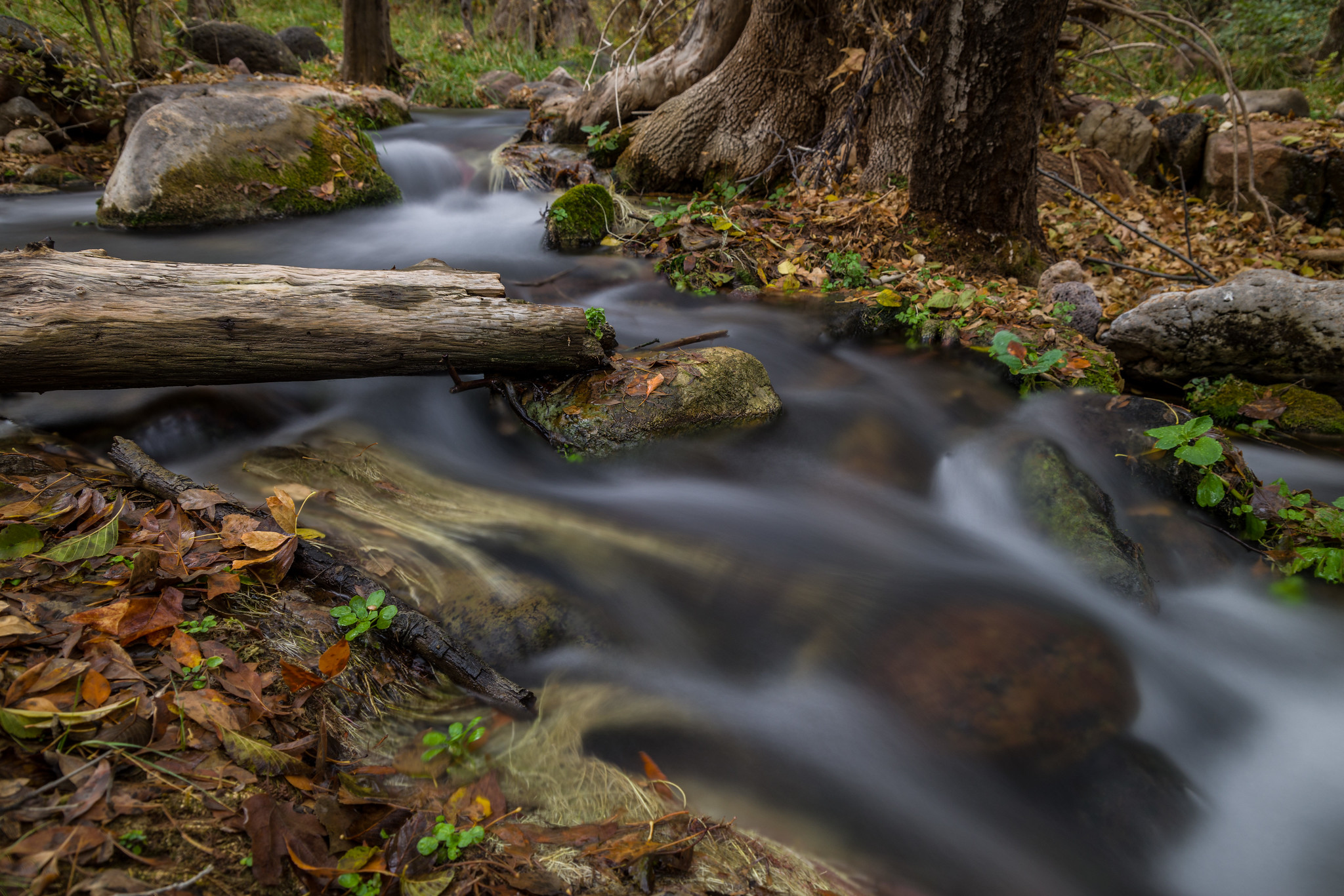 Free download high resolution image - free image free photo free stock image public domain picture -Autumn at Fossil Springs in Coconino National Forest