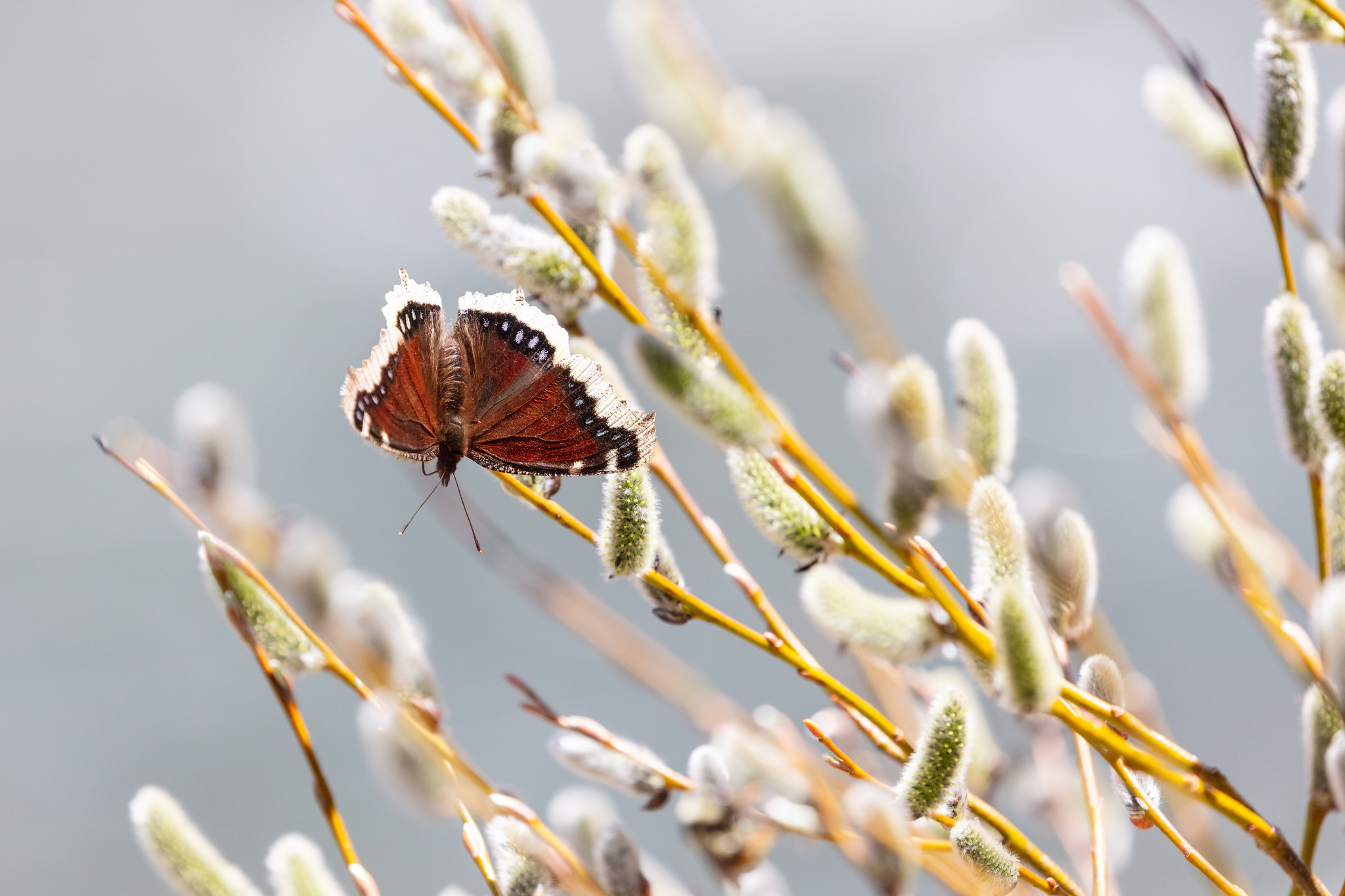 Free download high resolution image - free image free photo free stock image public domain picture -Mourning cloak