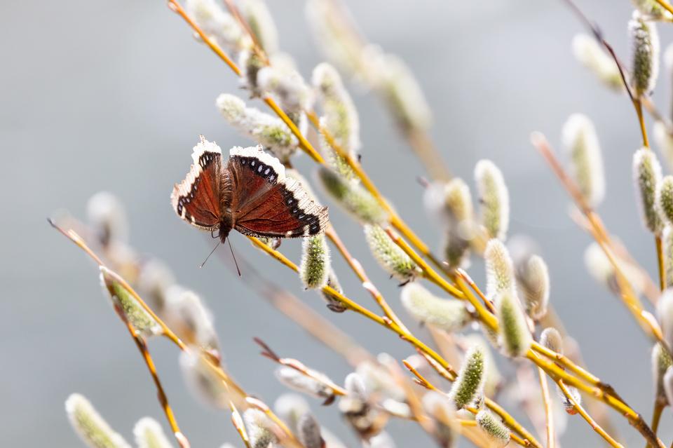 Free download high resolution image - free image free photo free stock image public domain picture  Mourning cloak