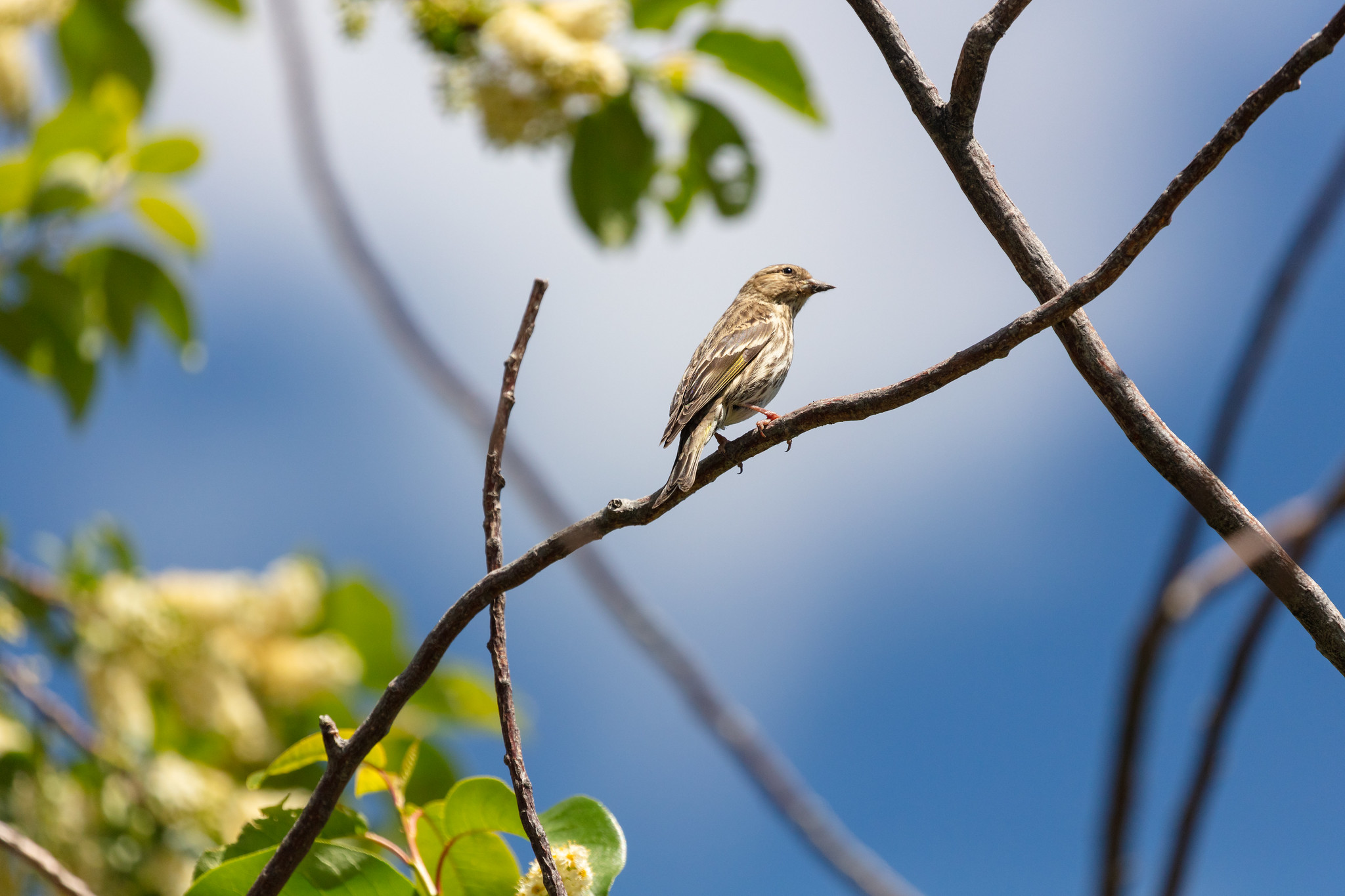 Free download high resolution image - free image free photo free stock image public domain picture -Pine siskin - Spinus pinus