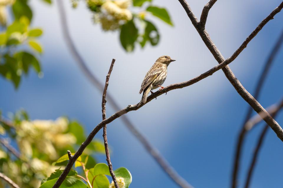 Free download high resolution image - free image free photo free stock image public domain picture  Pine siskin - Spinus pinus